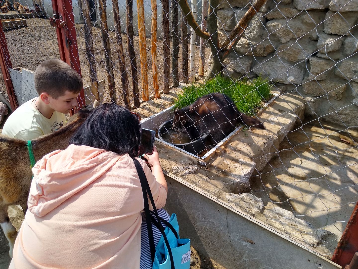 Раменское, экономика, ферма в Заболотье, еноты