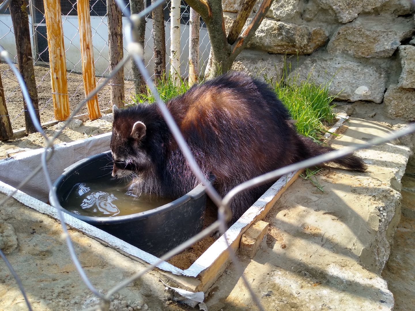 Раменское, экономика, ферма в Заболотье, еноты