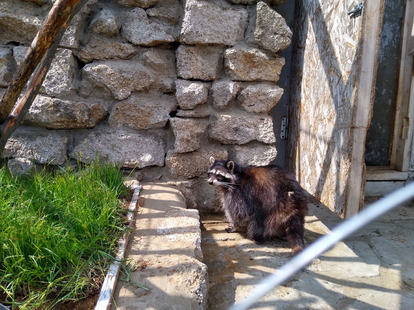 Раменское, экономика, ферма в Заболотье, еноты