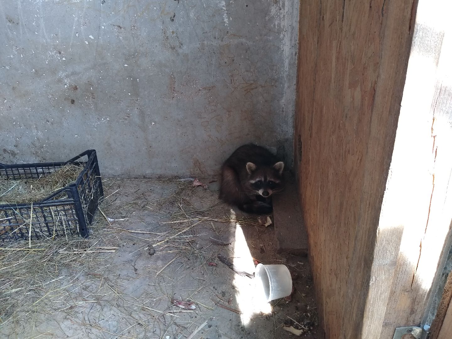 Раменское, экономика, ферма в Заболотье, еноты