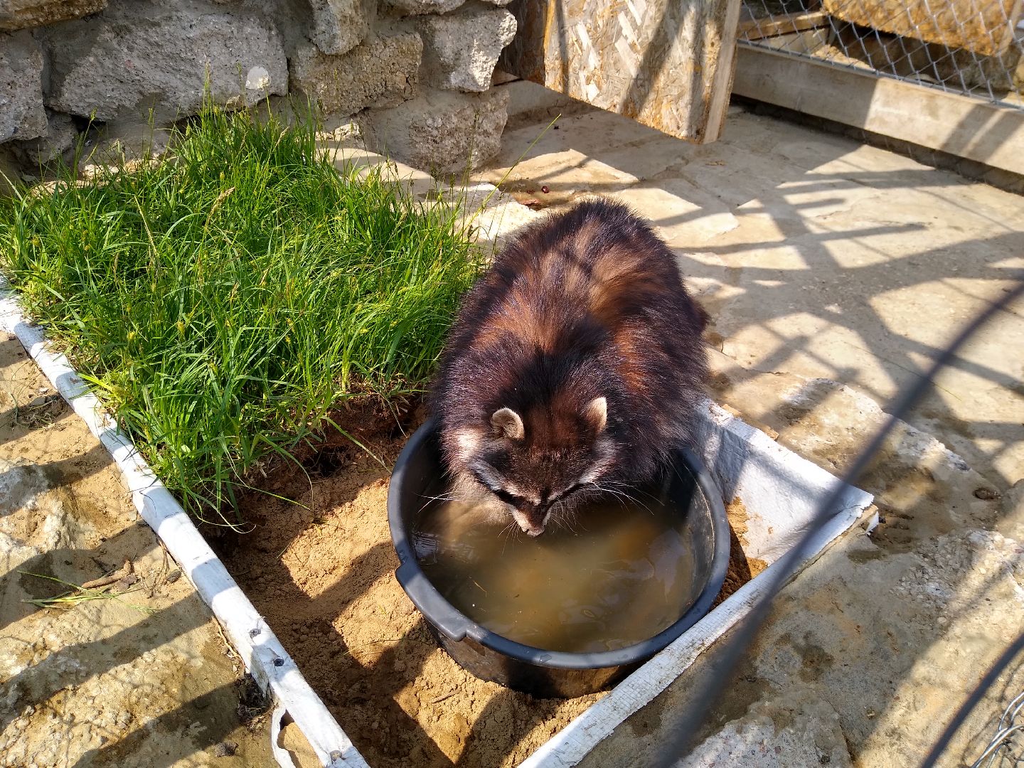 Раменское, экономика, ферма в Заболотье, еноты