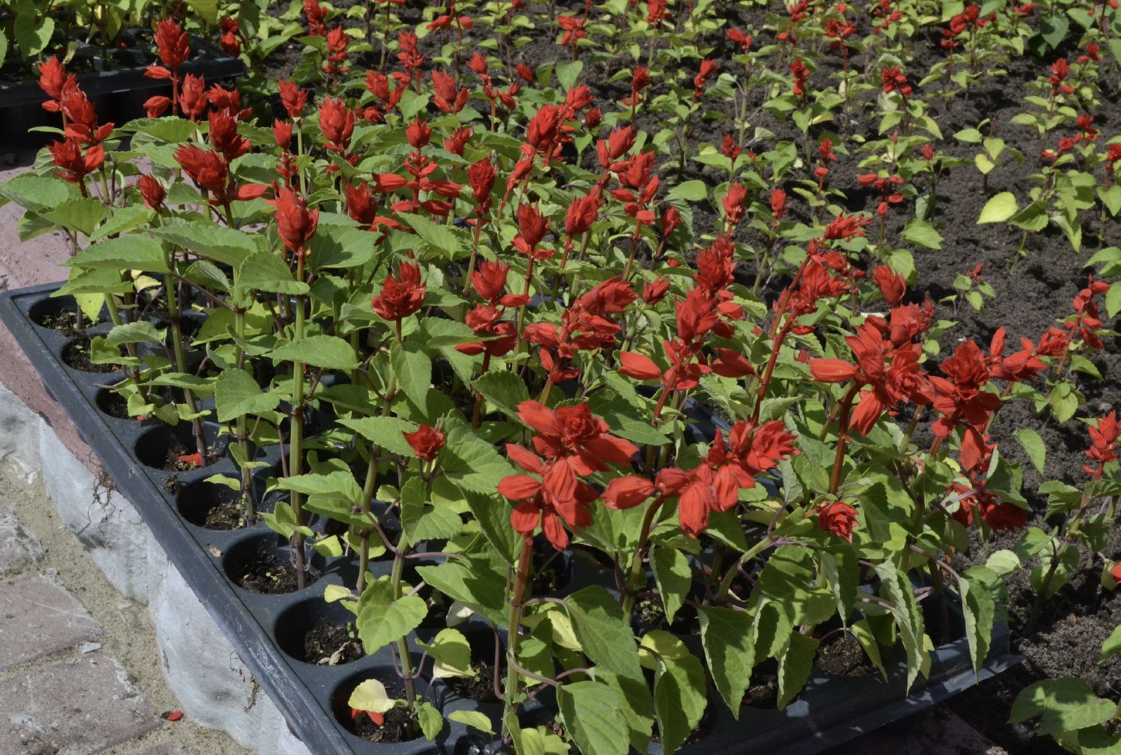 Балашиха, Подмосковье, благоустройство, цветы, скверы