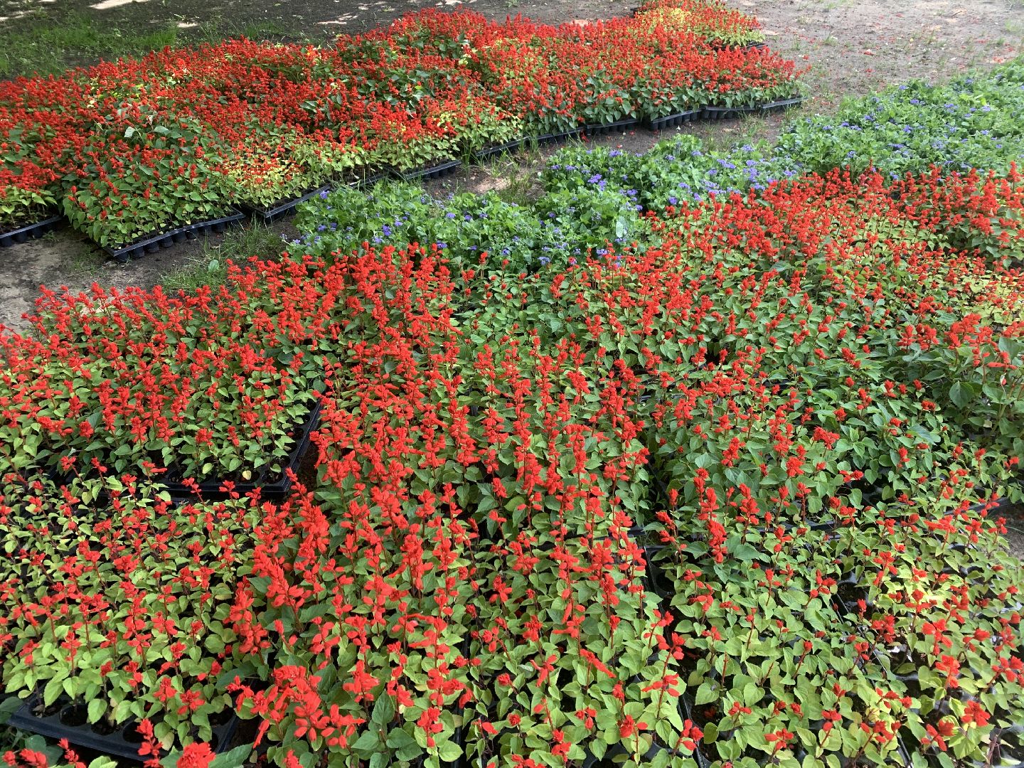 Балашиха, Подмосковье, благоустройство, цветы, скверы