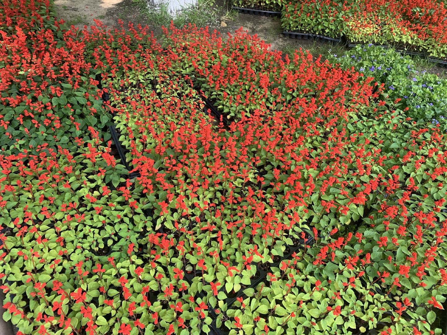 Балашиха, Подмосковье, благоустройство, цветы, скверы