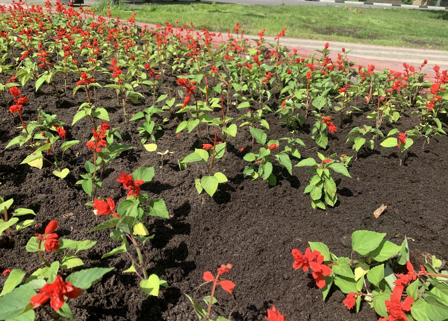 Балашиха, Подмосковье, благоустройство, цветы, скверы