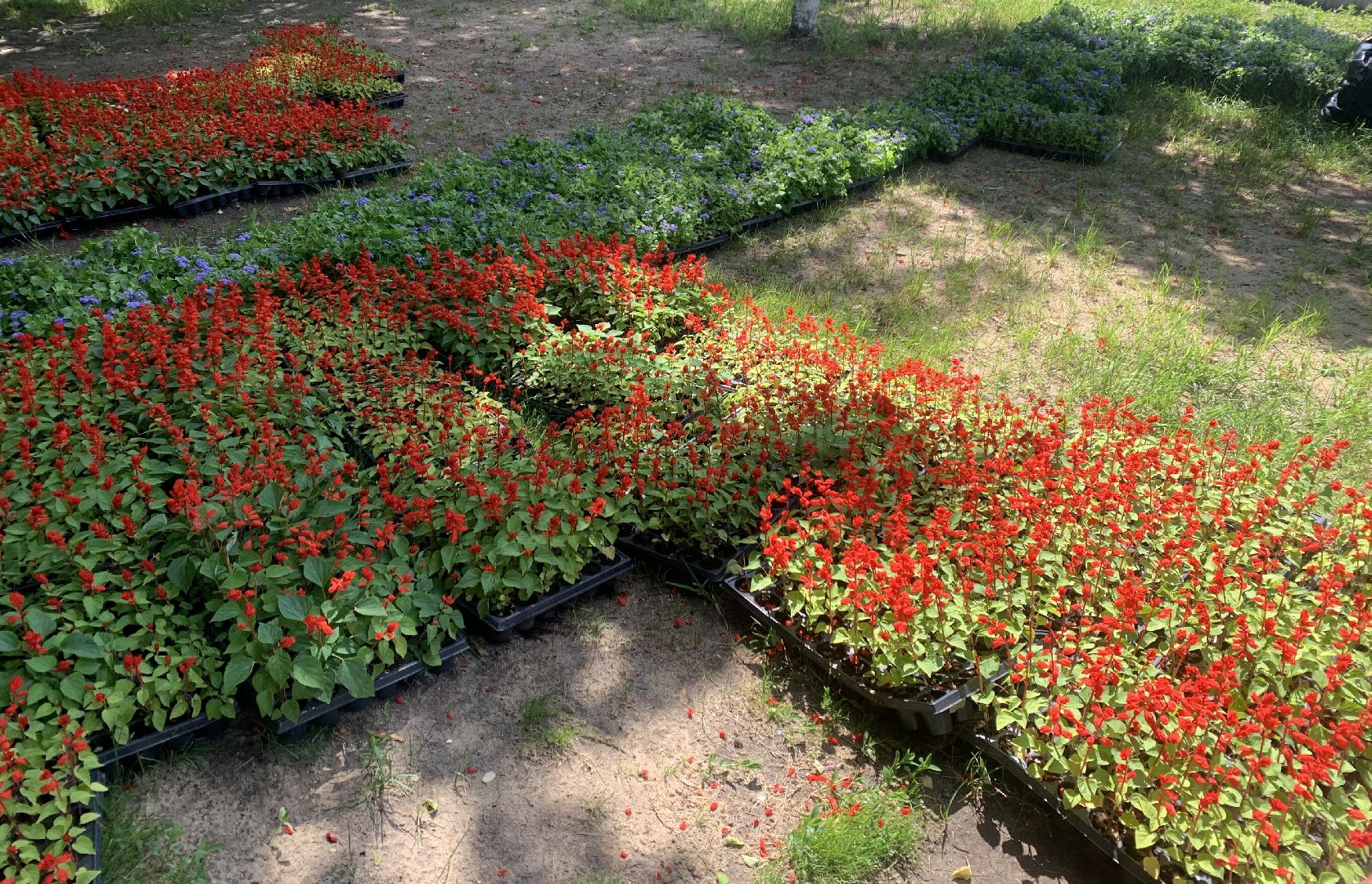 Балашиха, Подмосковье, благоустройство, цветы, скверы