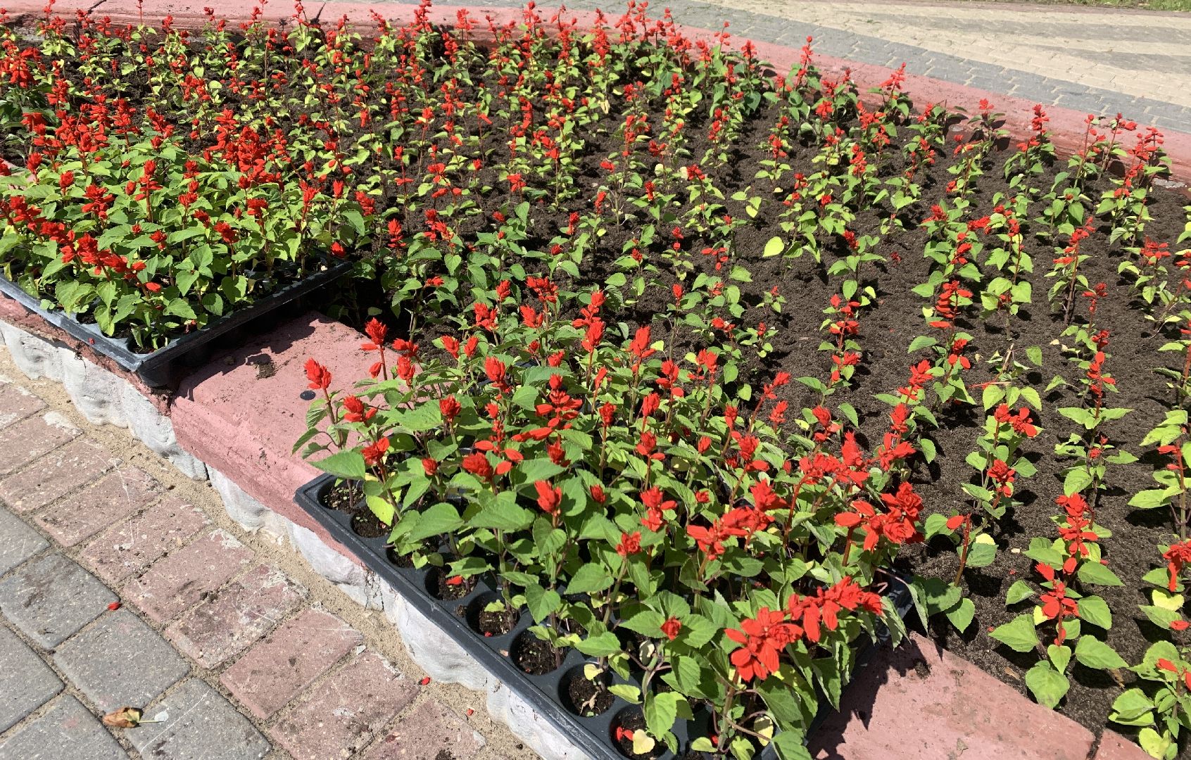 Балашиха, Подмосковье, благоустройство, цветы, скверы