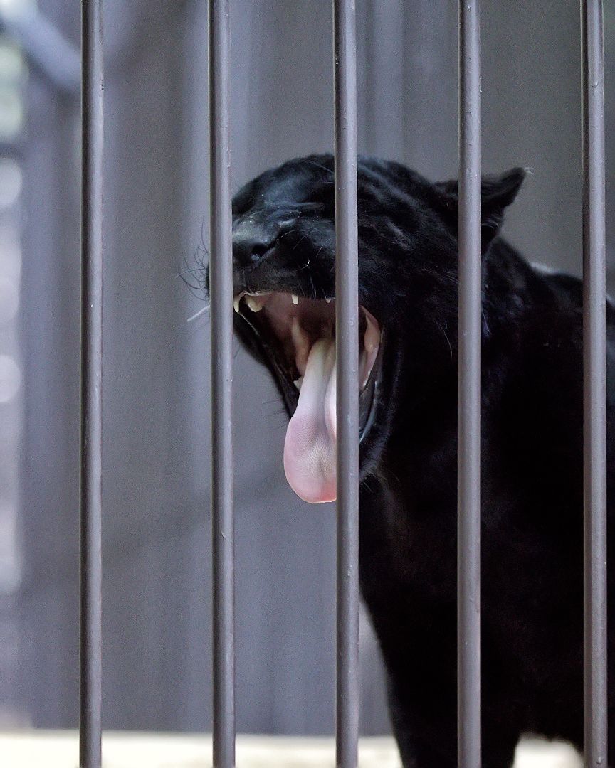 Можайск, Можайский городской округ, Подмосковье, парк тигров, сафари-парк, Амур, Тимур, львы, ягуары, хищники, туризм, дикие животные