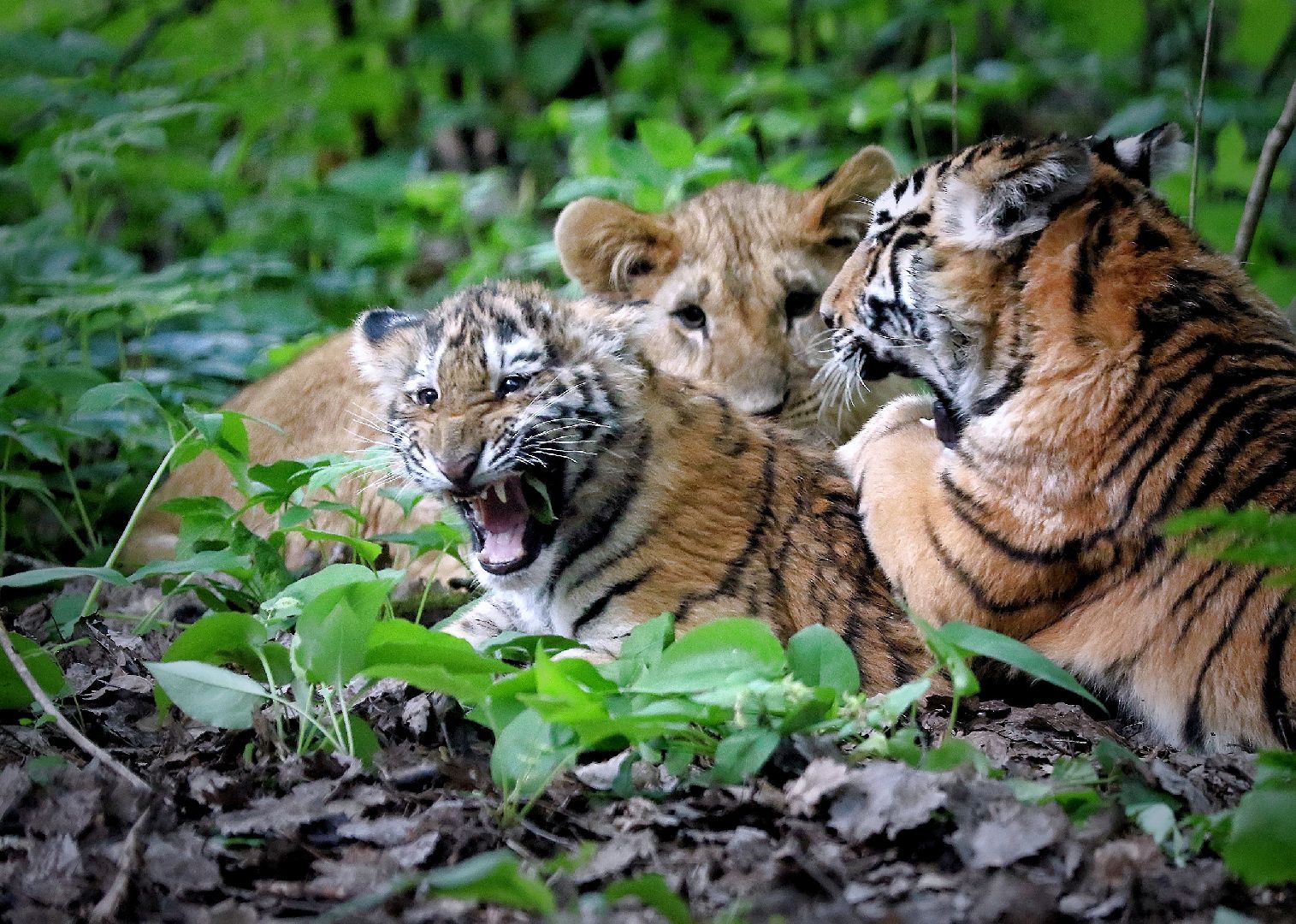 Можайск, Можайский городской округ, Подмосковье, парк тигров, сафари-парк, Амур, Тимур, львы, ягуары, хищники, туризм, дикие животные