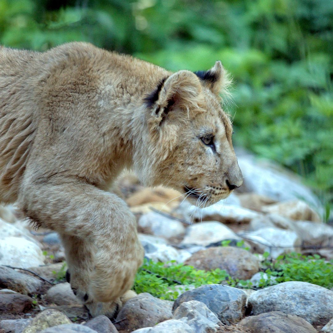 Можайск, Можайский городской округ, Подмосковье, парк тигров, сафари-парк, Амур, Тимур, львы, ягуары, хищники, туризм, дикие животные