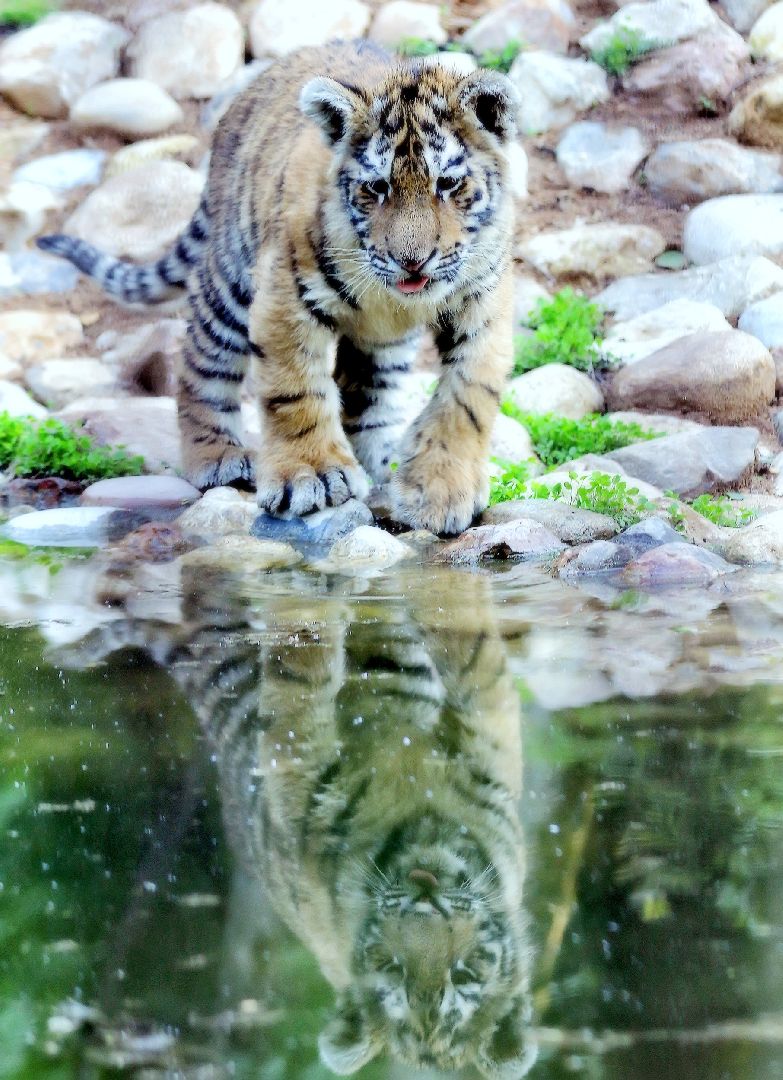 Можайск, Можайский городской округ, Подмосковье, парк тигров, сафари-парк, Амур, Тимур, львы, ягуары, хищники, туризм, дикие животные