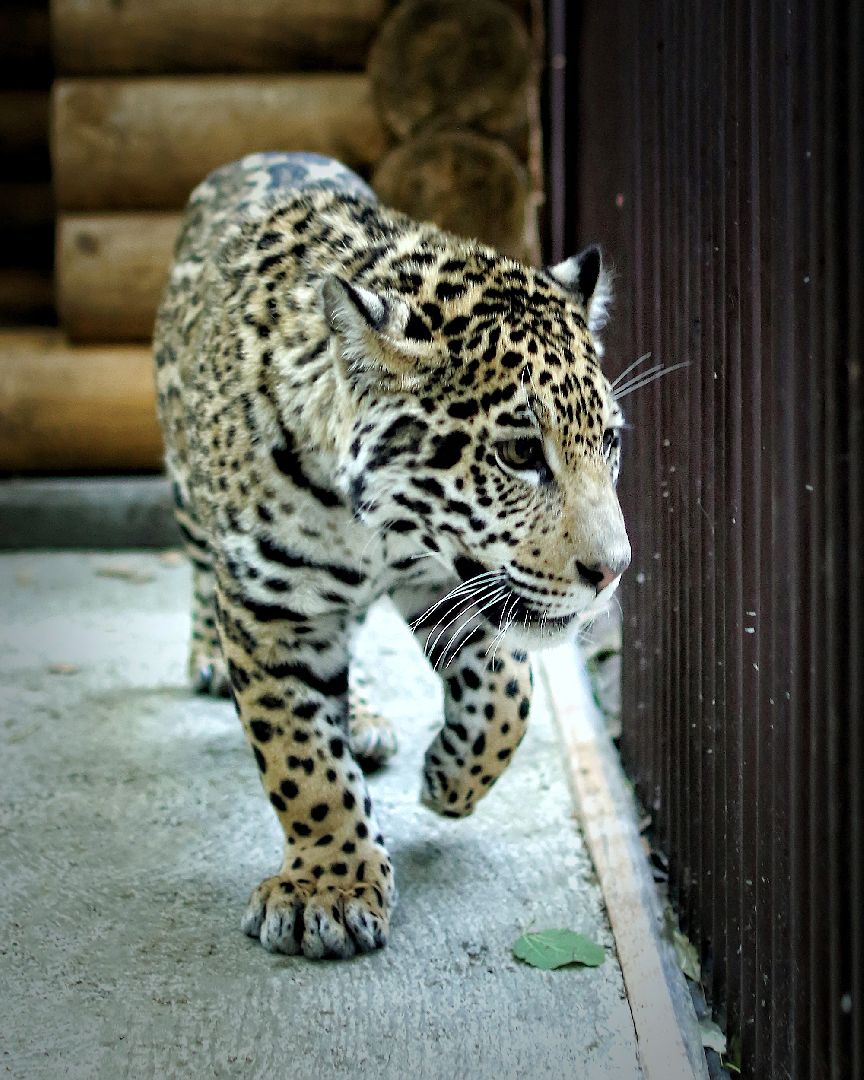Можайск, Можайский городской округ, Подмосковье, парк тигров, сафари-парк, Амур, Тимур, львы, ягуары, хищники, туризм, дикие животные