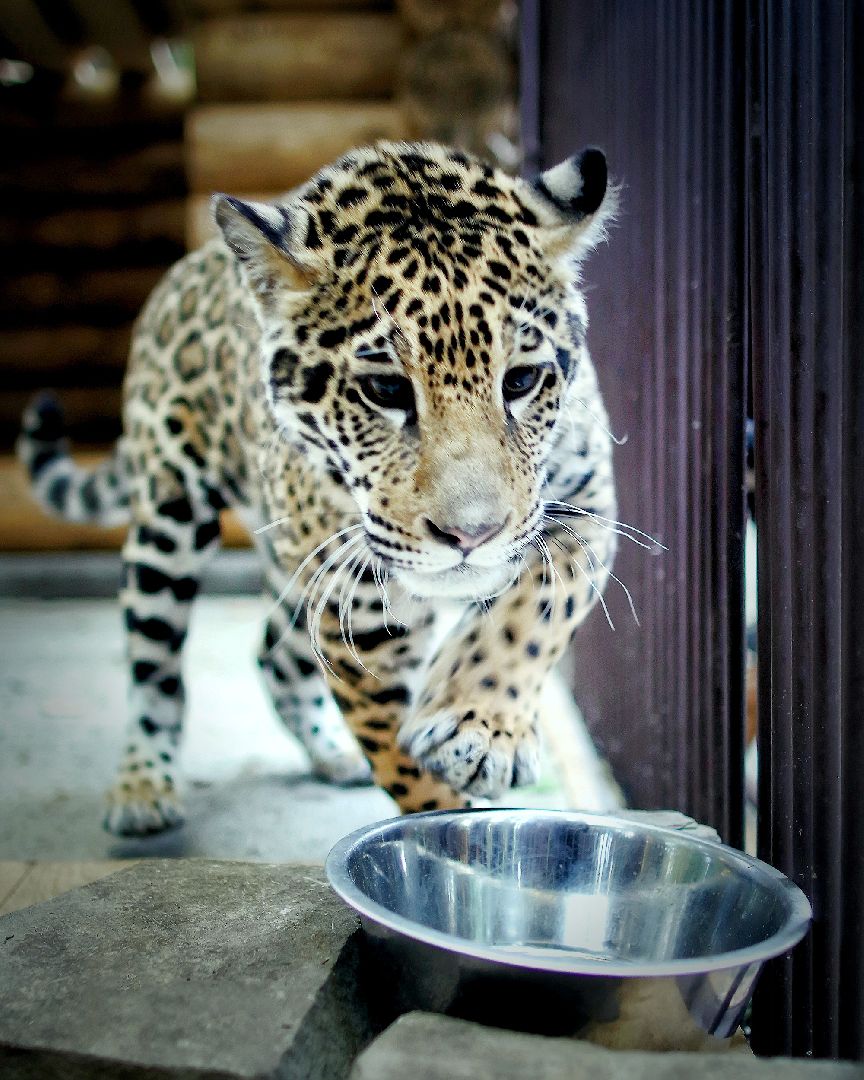 Можайск, Можайский городской округ, Подмосковье, парк тигров, сафари-парк, Амур, Тимур, львы, ягуары, хищники, туризм, дикие животные