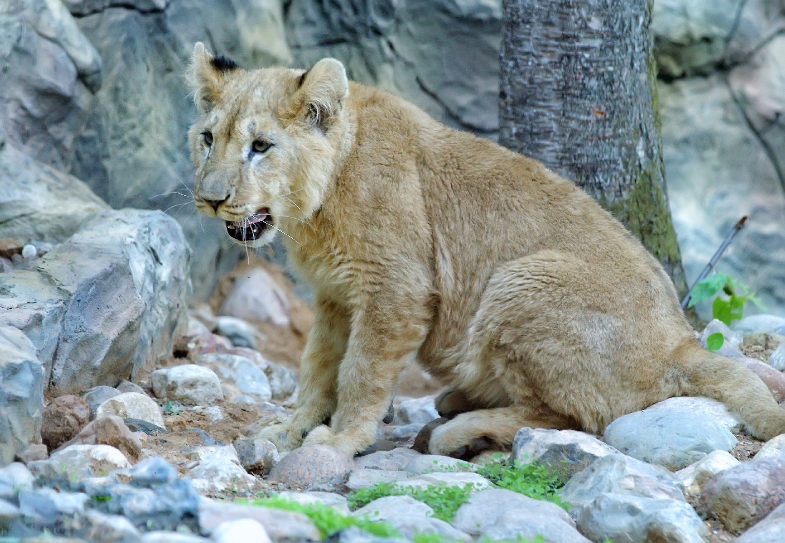 Можайск, Можайский городской округ, Подмосковье, парк тигров, сафари-парк, Амур, Тимур, львы, ягуары, хищники, туризм, дикие животные
