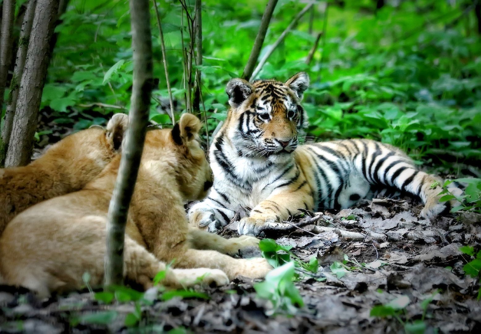 Можайск, Можайский городской округ, Подмосковье, парк тигров, сафари-парк, Амур, Тимур, львы, ягуары, хищники, туризм, дикие животные