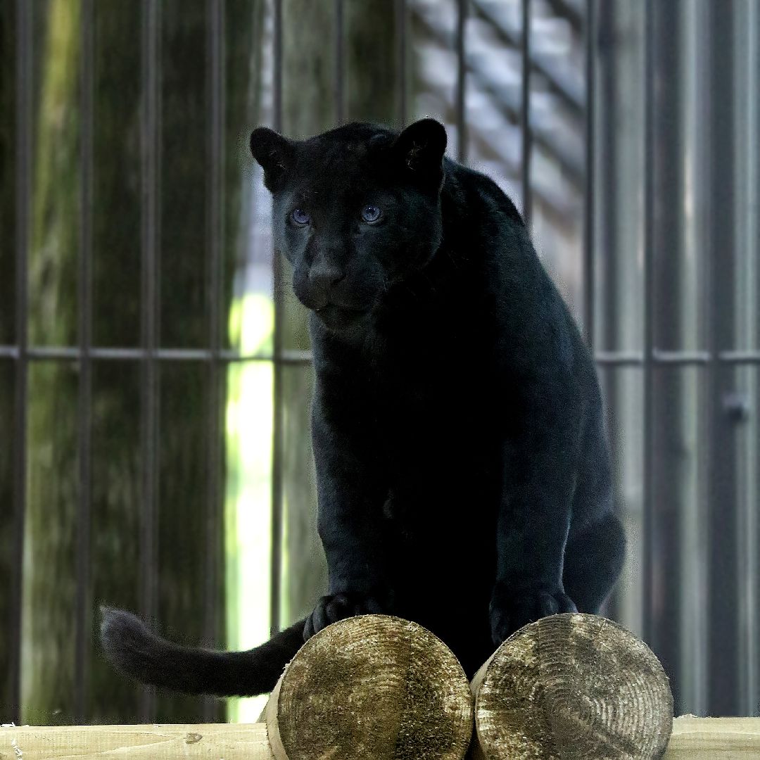 Можайск, Можайский городской округ, Подмосковье, парк тигров, сафари-парк, Амур, Тимур, львы, ягуары, хищники, туризм, дикие животные