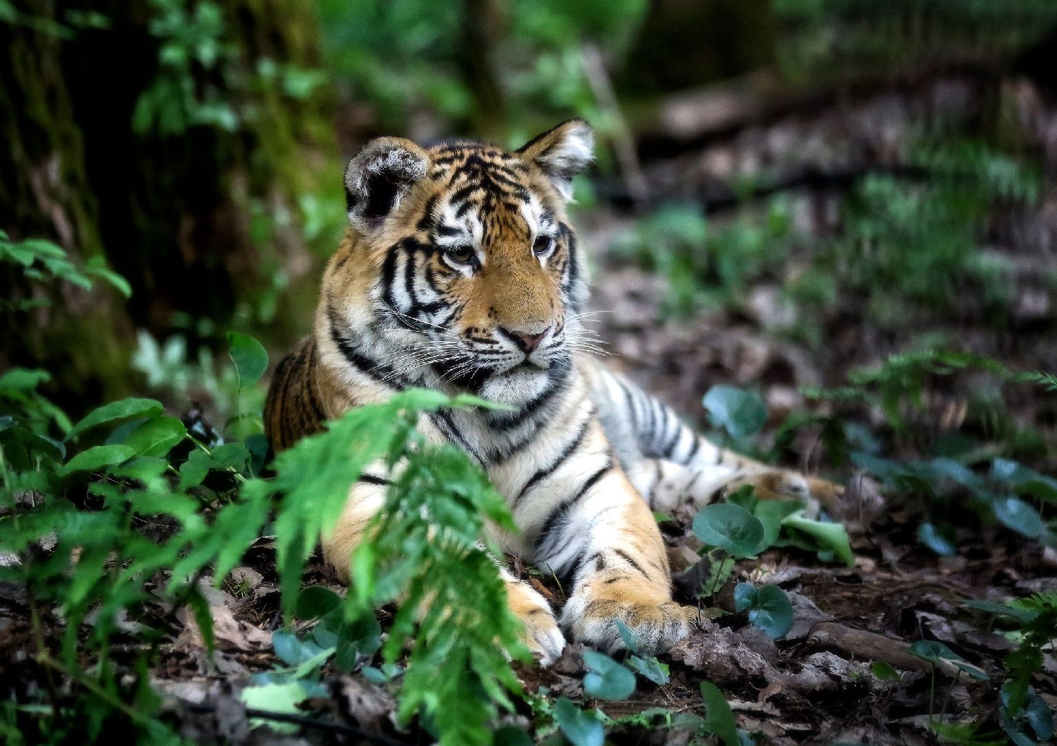 Можайск, Можайский городской округ, Подмосковье, парк тигров, сафари-парк, Амур, Тимур, львы, ягуары, хищники, туризм, дикие животные