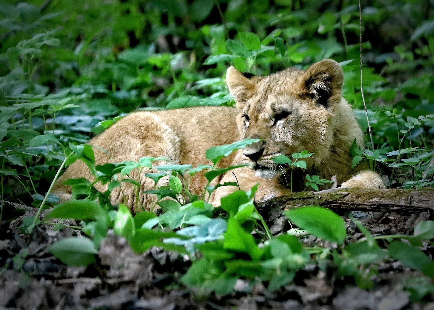 Можайск, Можайский городской округ, Подмосковье, парк тигров, сафари-парк, Амур, Тимур, львы, ягуары, хищники, туризм, дикие животные