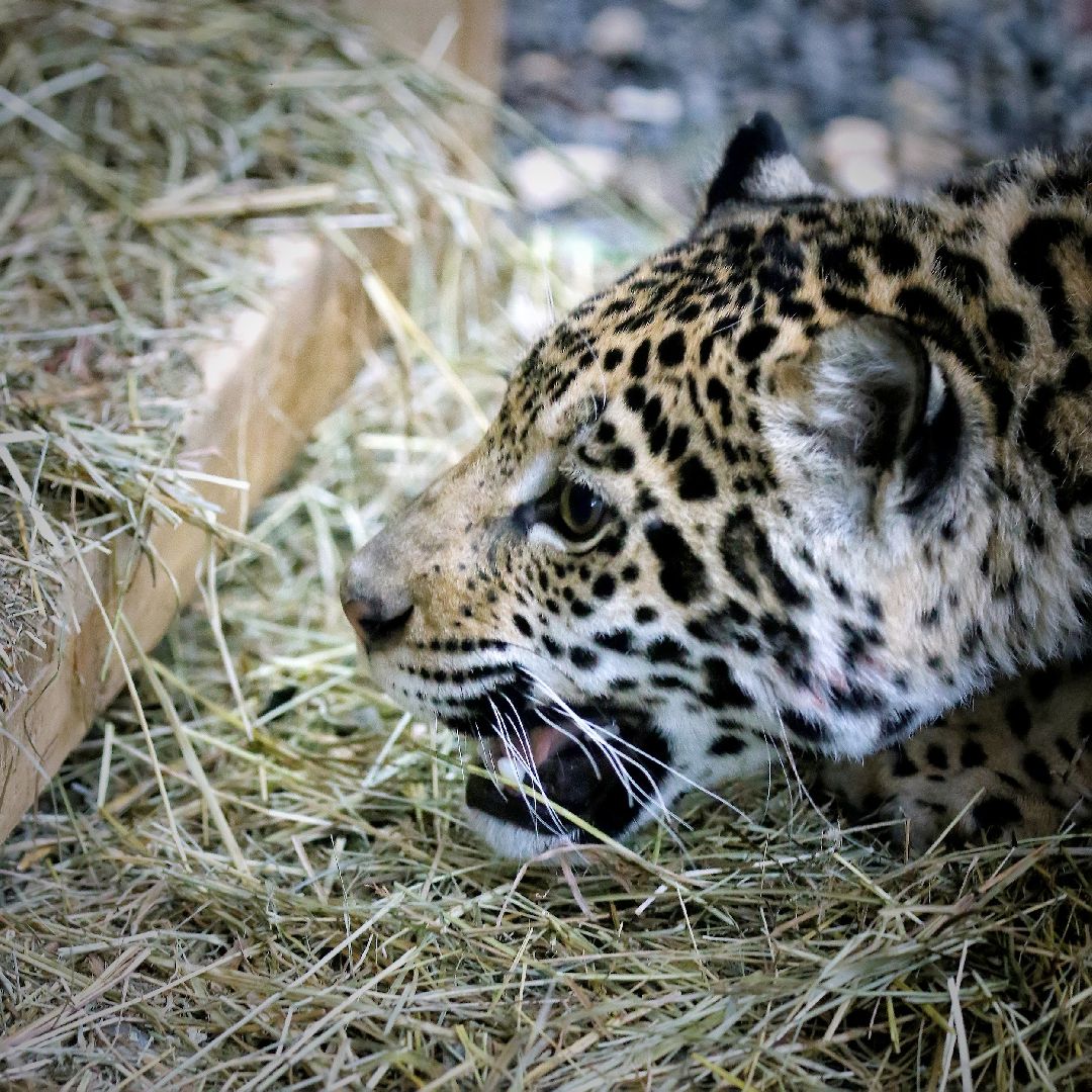 Можайск, Можайский городской округ, Подмосковье, парк тигров, сафари-парк, Амур, Тимур, львы, ягуары, хищники, туризм, дикие животные