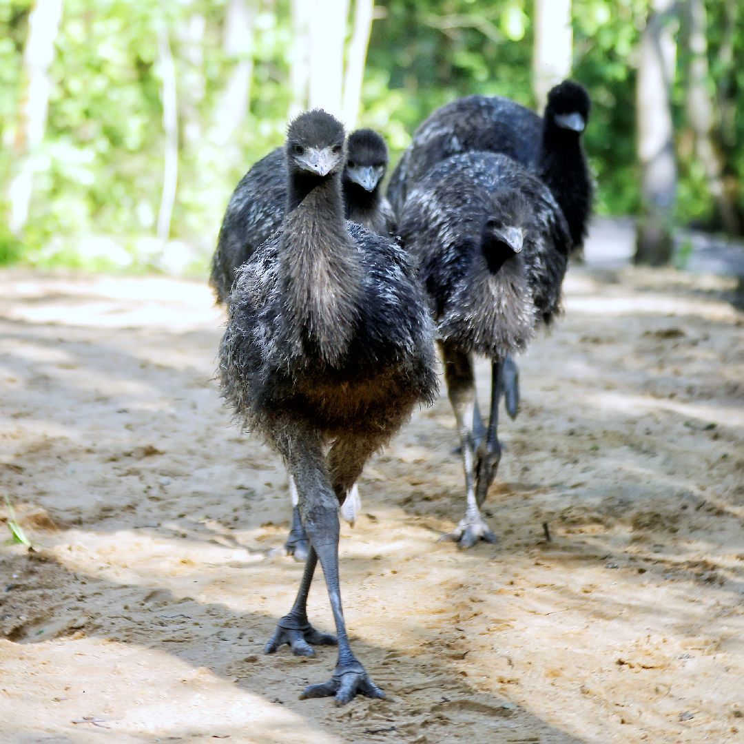 Можайск, Можайский городской округ, Подмосковье, парк тигров, сафари-парк, Амур, Тимур, львы, ягуары, хищники, туризм, дикие животные