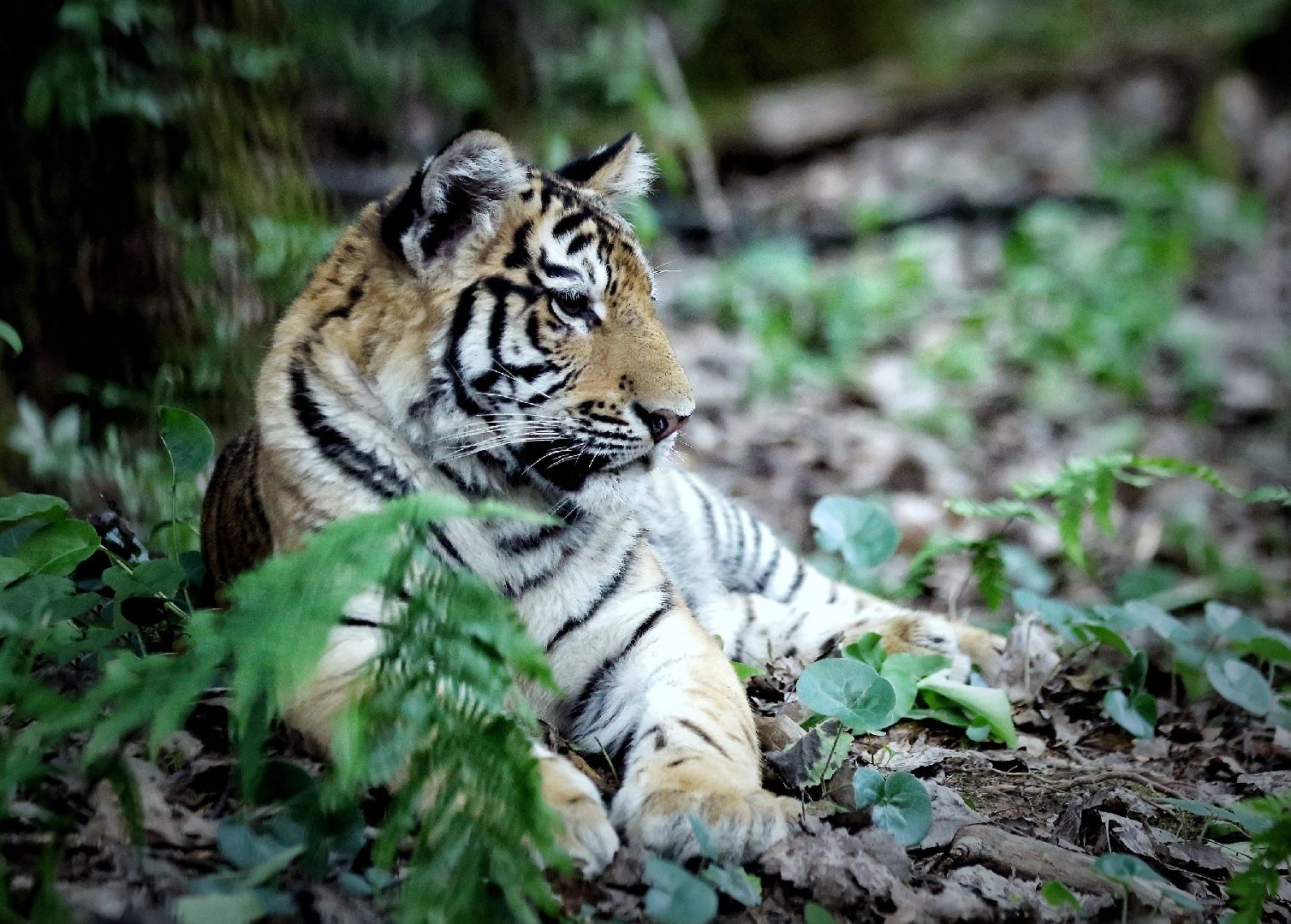 Можайск, Можайский городской округ, Подмосковье, парк тигров, сафари-парк, Амур, Тимур, львы, ягуары, хищники, туризм, дикие животные