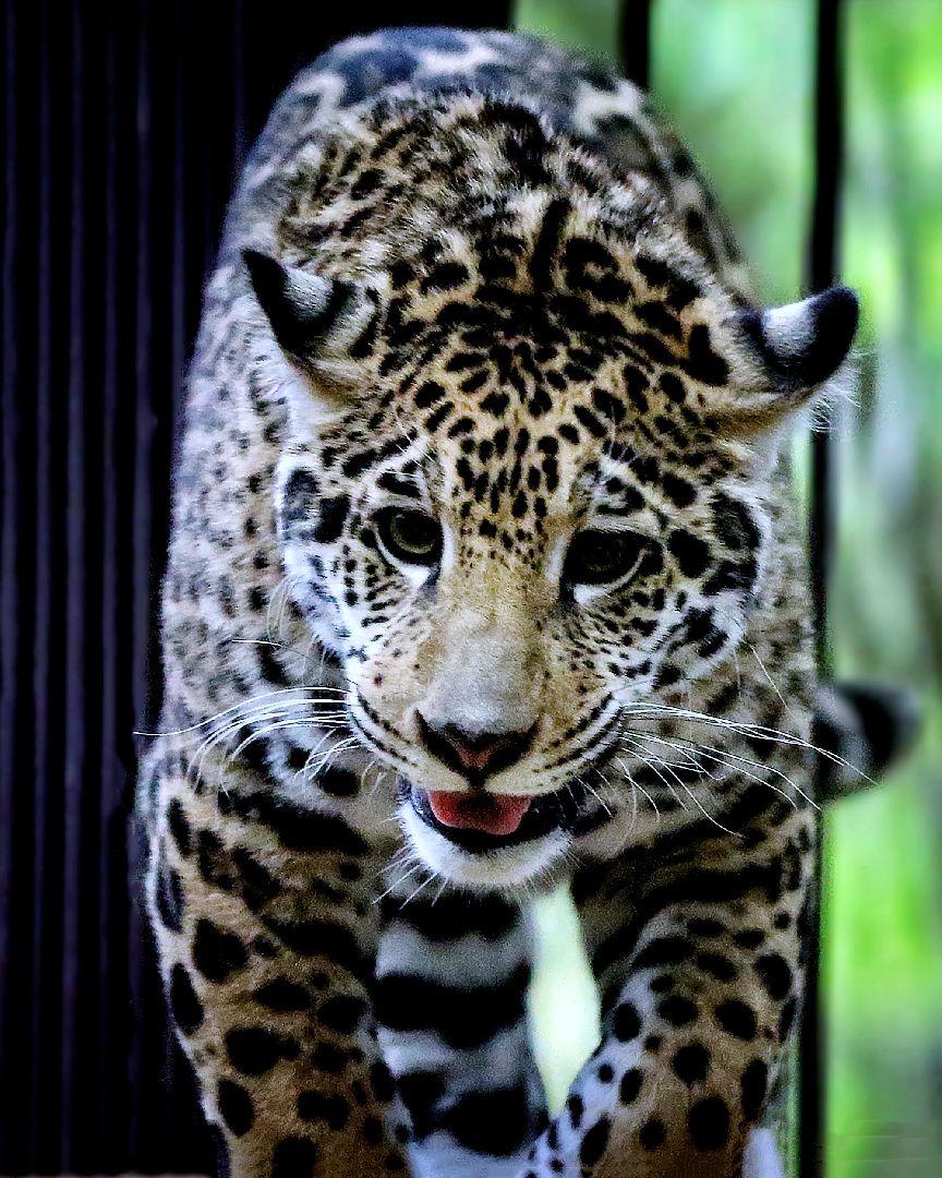 Можайск, Можайский городской округ, Подмосковье, парк тигров, сафари-парк, Амур, Тимур, львы, ягуары, хищники, туризм, дикие животные