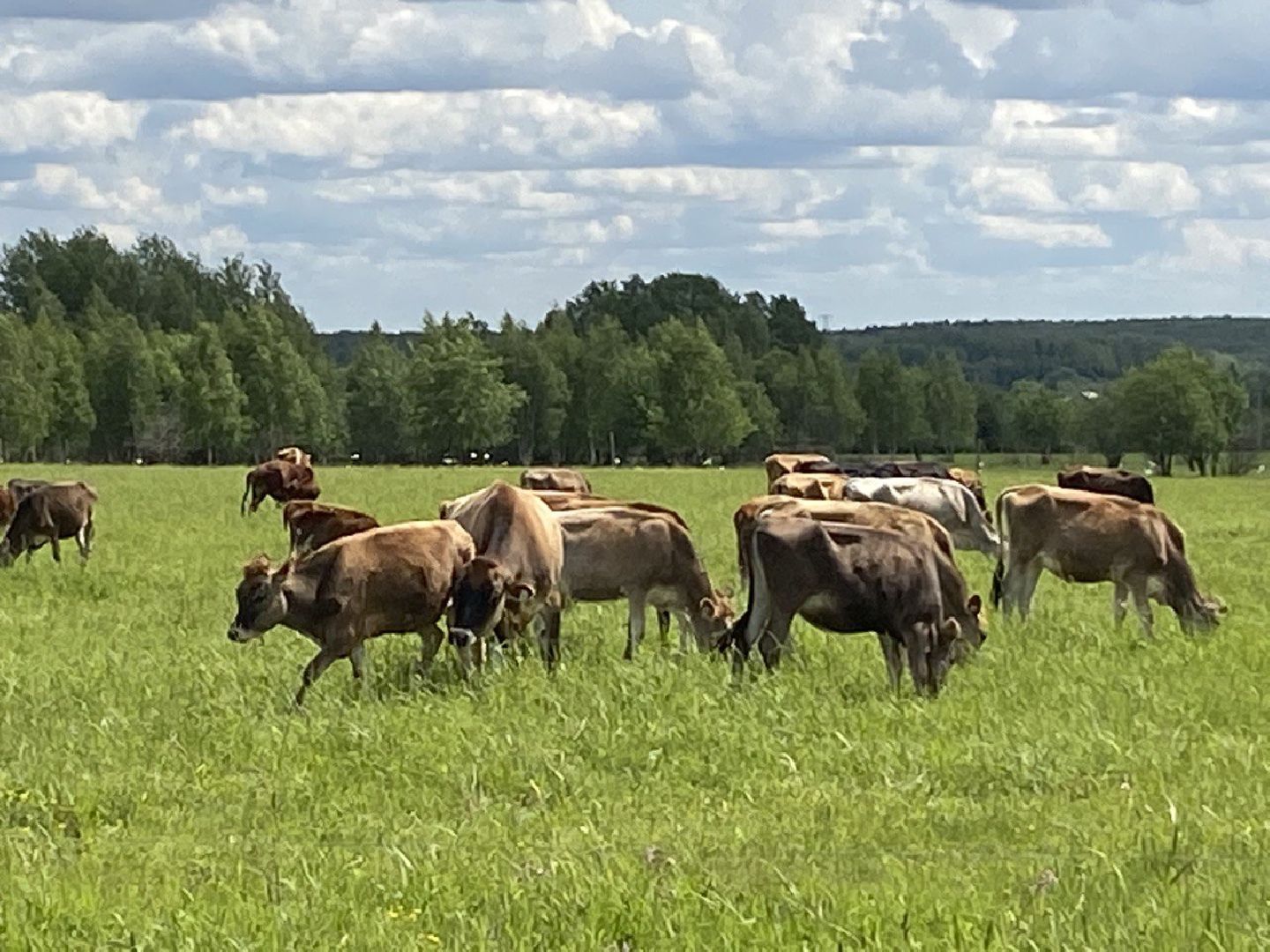 Чехов, экономика, ферма, грант, доильный робот, коровы