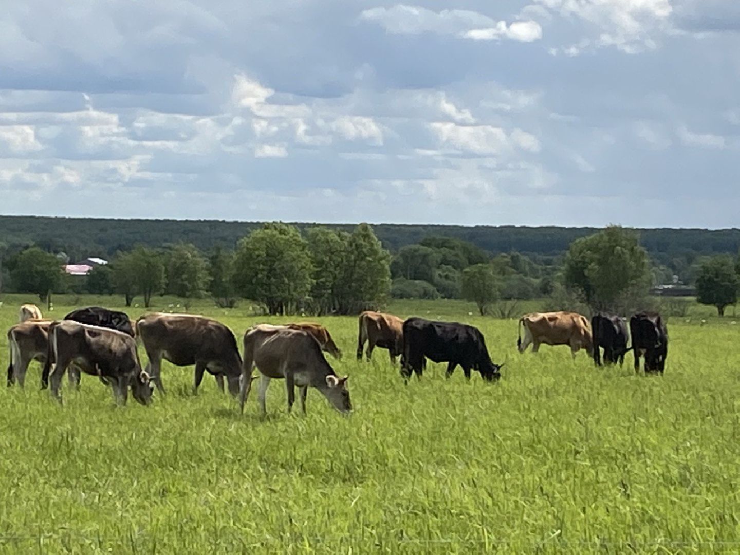 Чехов, экономика, ферма, грант, доильный робот, коровы