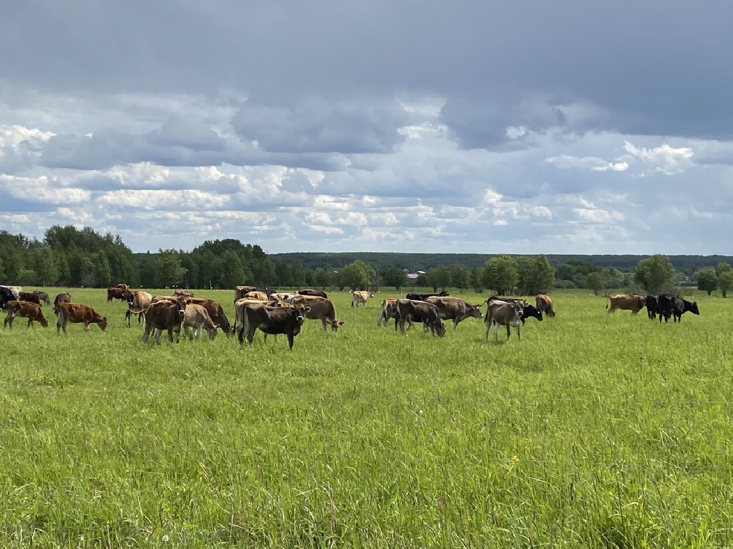 Чехов, экономика, ферма, грант, доильный робот, коровы