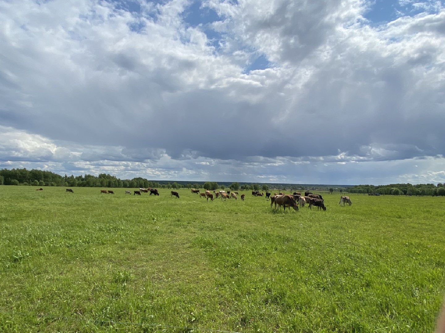 Чехов, экономика, ферма, грант, доильный робот, коровы