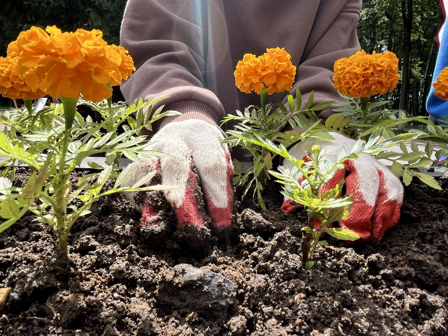 Наро-Фоминск, Центральный парк, Общественный огород, КСК Нара, Наро-Фоминский городской округ