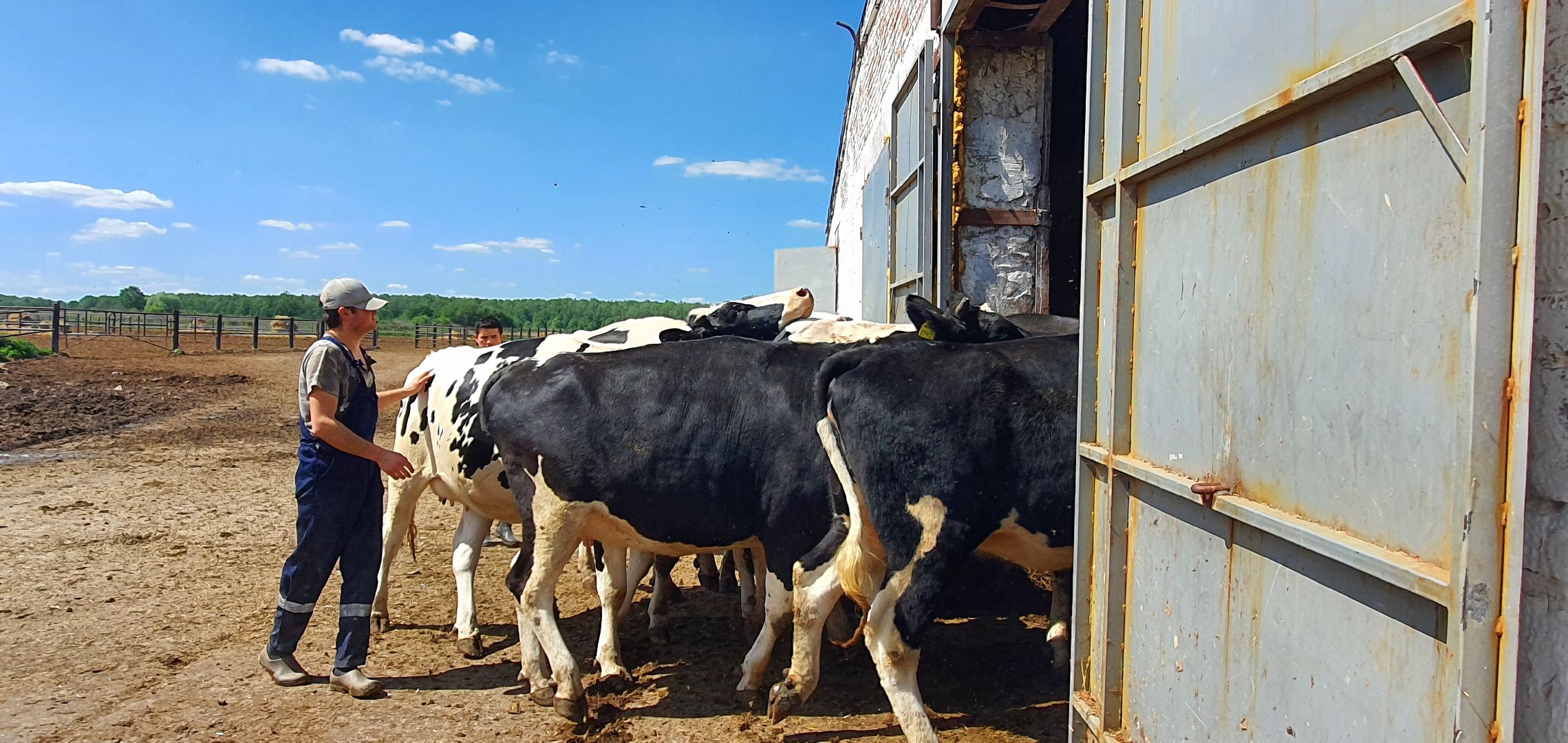 Племзавод Повадино, Домодедово