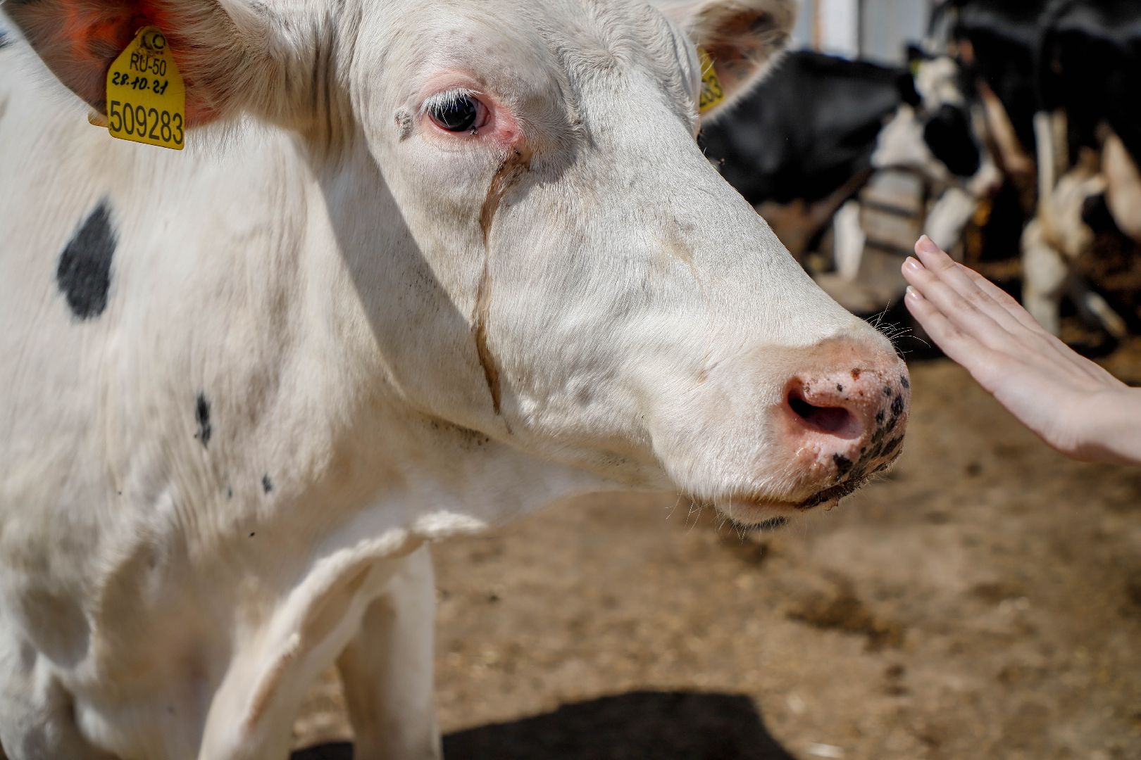 Племзавод Повадино, Домодедово