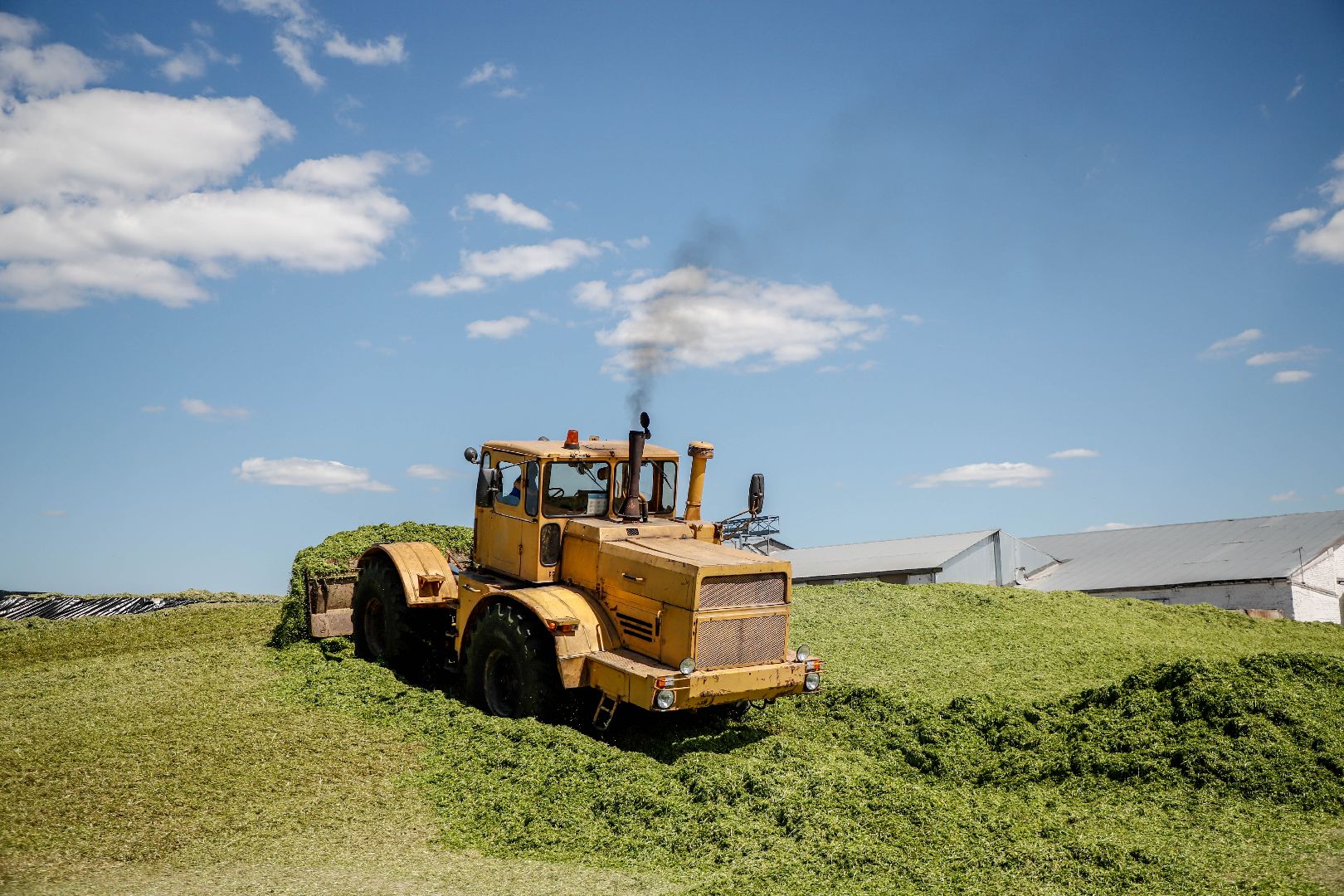 Племзавод Повадино, Домодедово