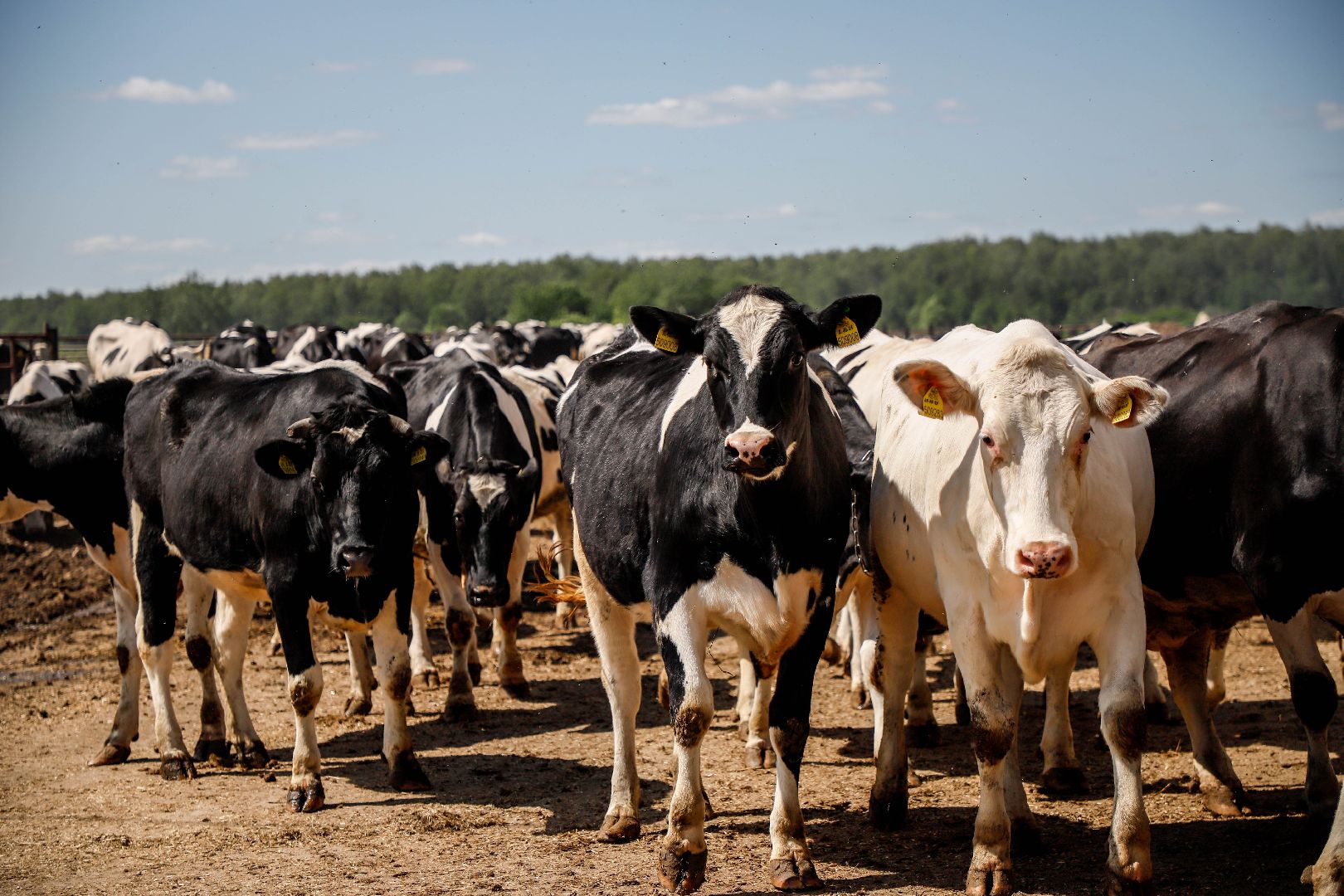 Племзавод Повадино, Домодедово