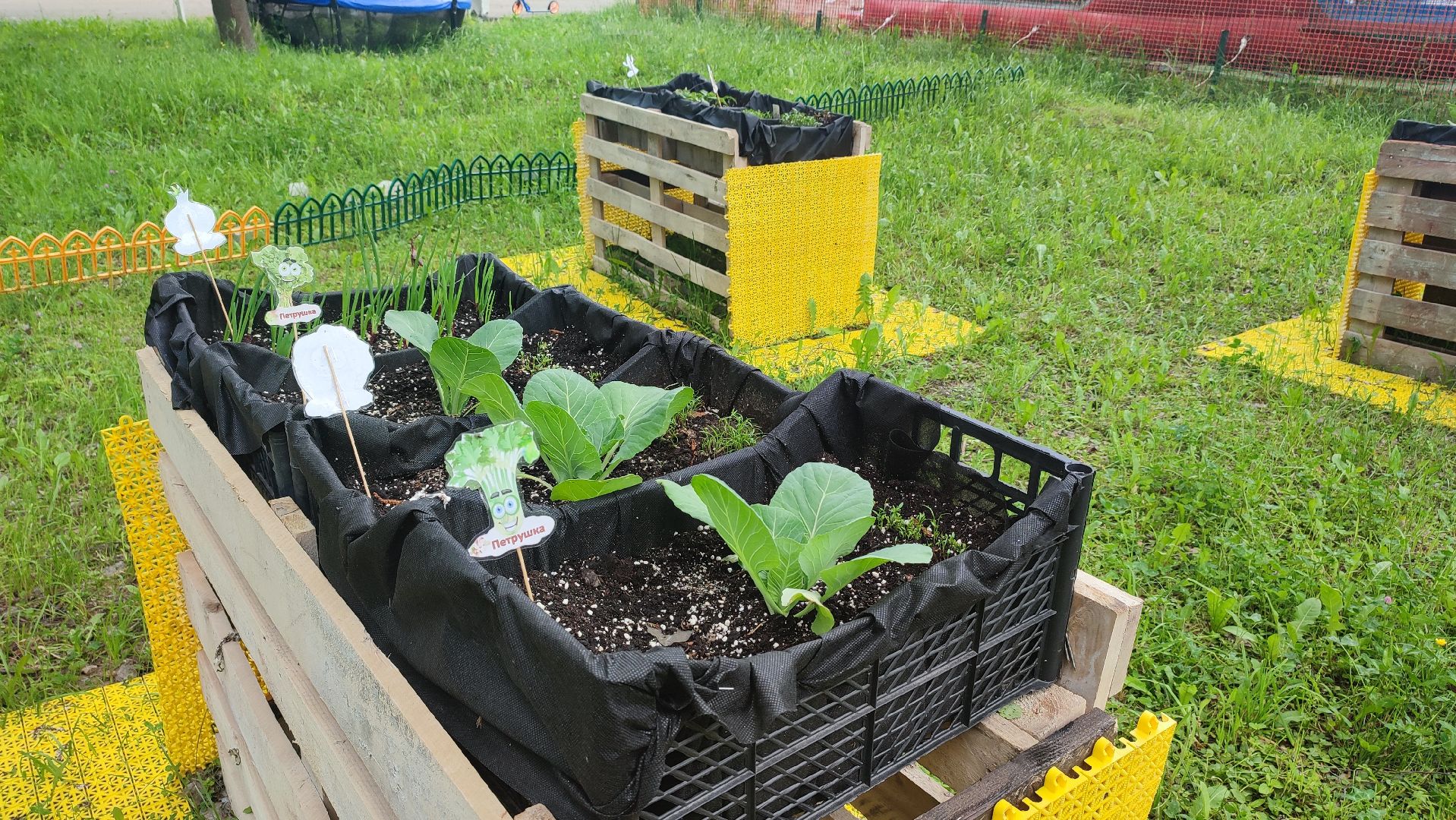 Кашира, парк, общественный огород, цветы, овощи, зелень