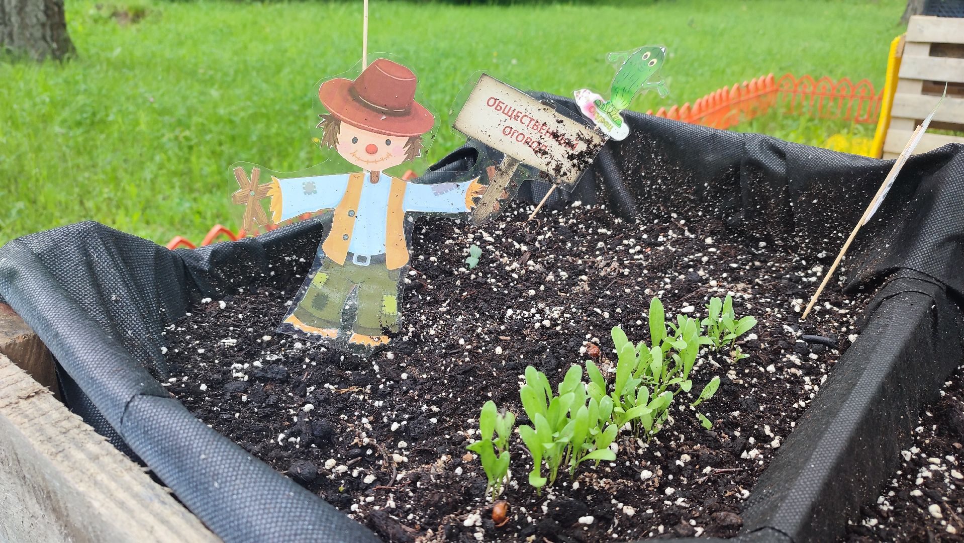 Кашира, парк, общественный огород, цветы, овощи, зелень