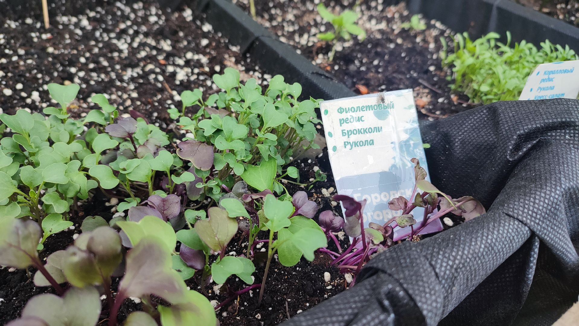 Кашира, парк, общественный огород, цветы, овощи, зелень