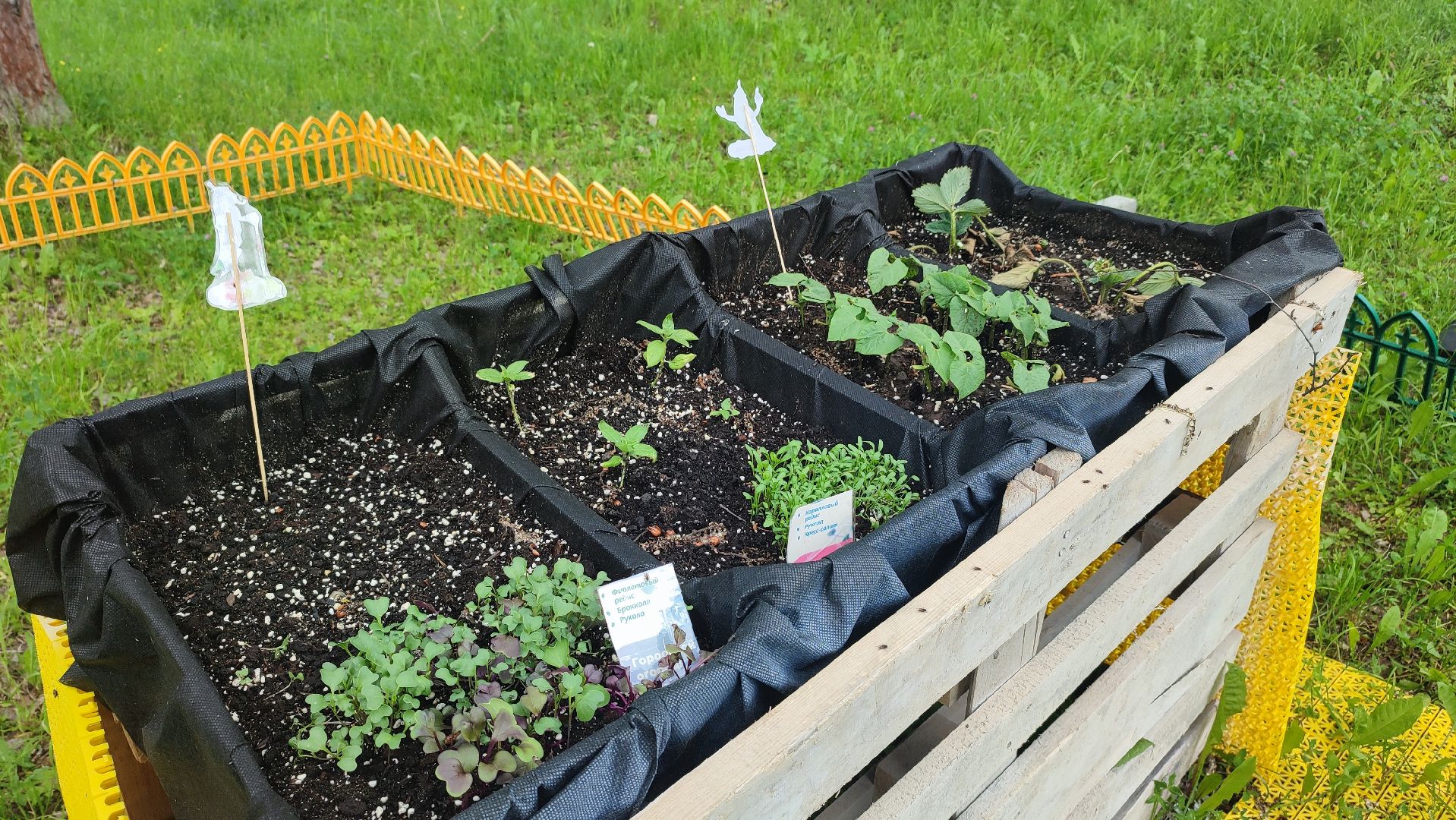 Кашира, парк, общественный огород, цветы, овощи, зелень