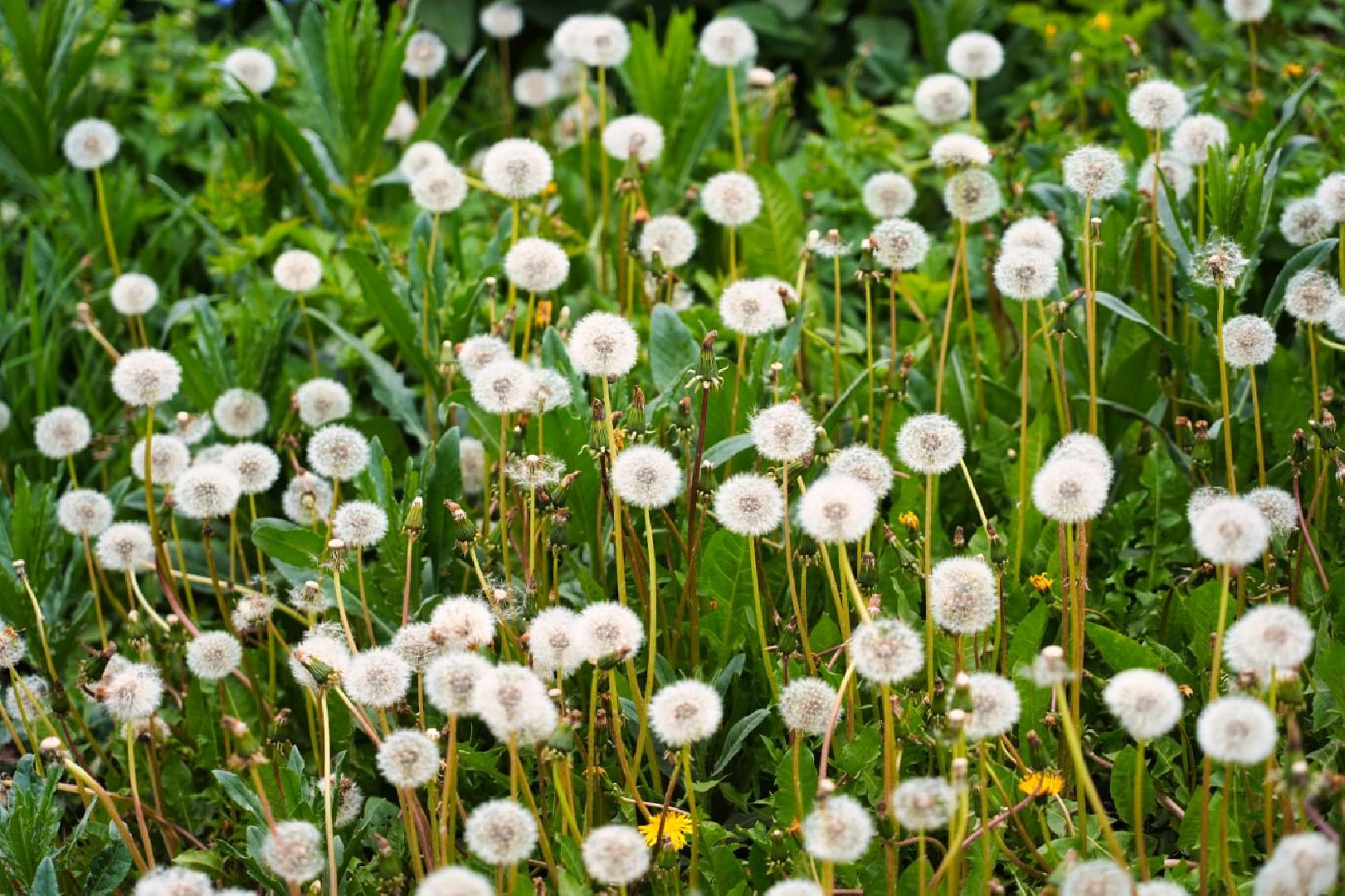 Сергиево-Посадский городской округ, Сергиев Посад, Благоустройство, Выбор жителей, Всероссийское голосование, Сквер