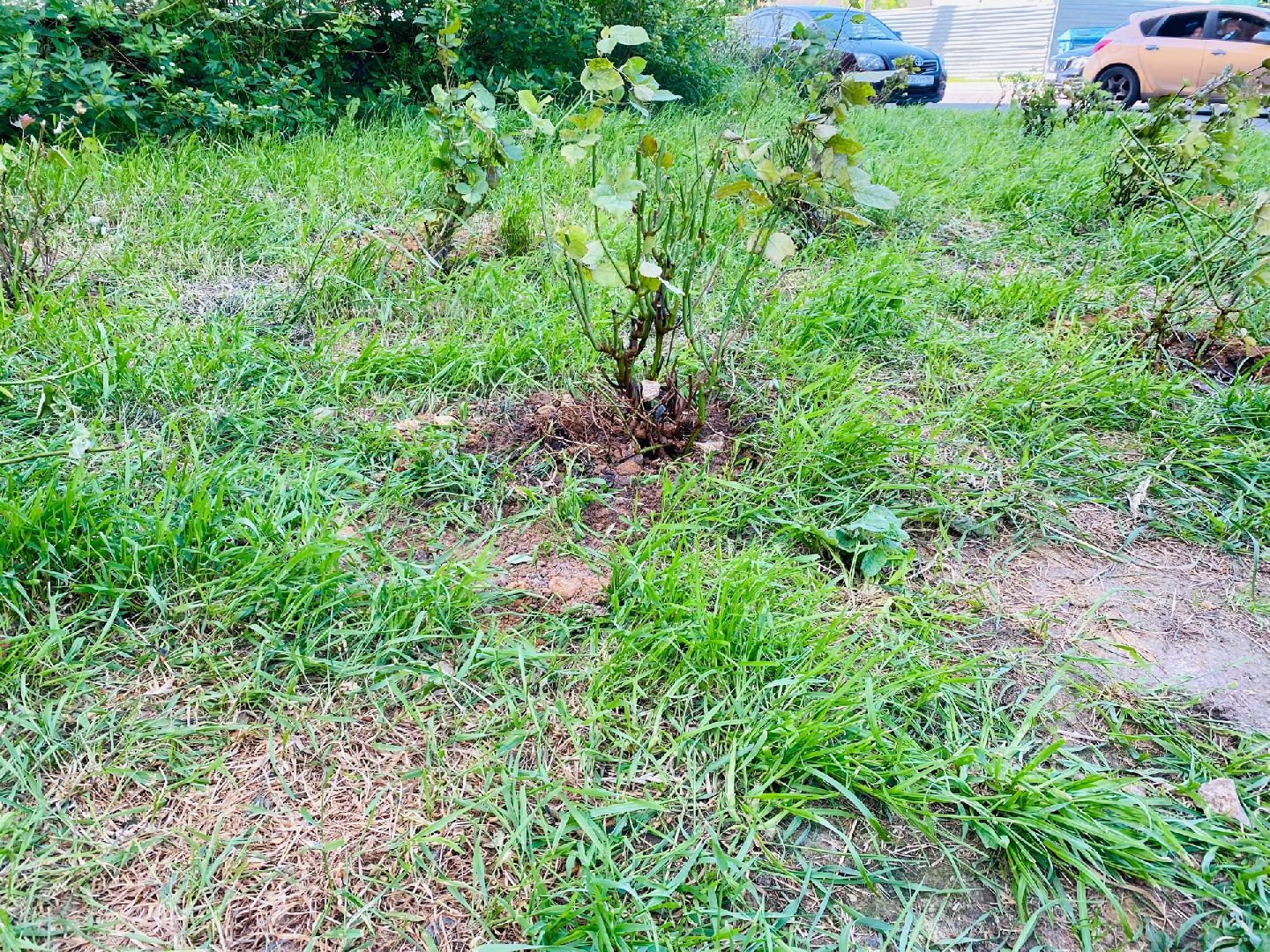 Домодедово, благоустройство, посадка роз, кустовые розы