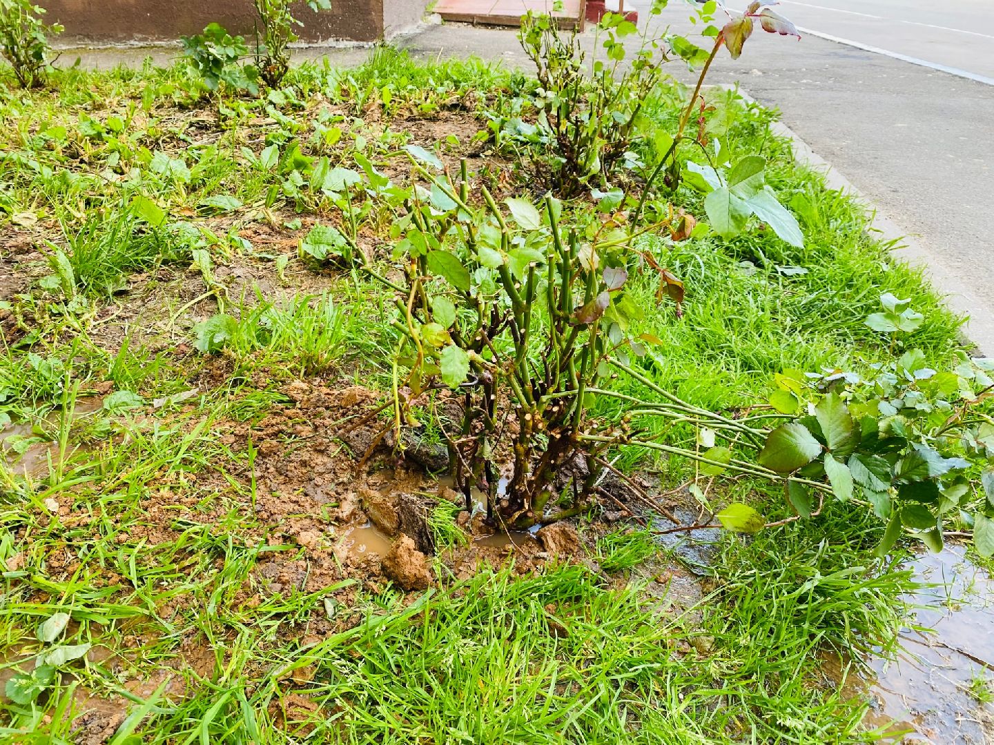 Домодедово, благоустройство, посадка роз, кустовые розы