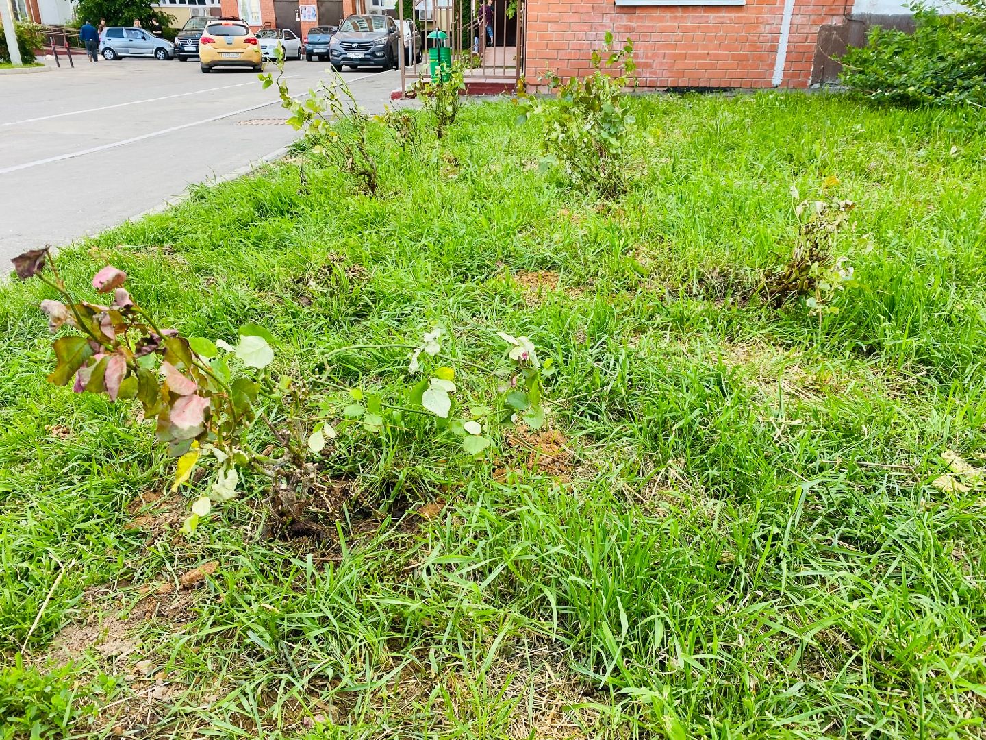 Домодедово, благоустройство, посадка роз, кустовые розы