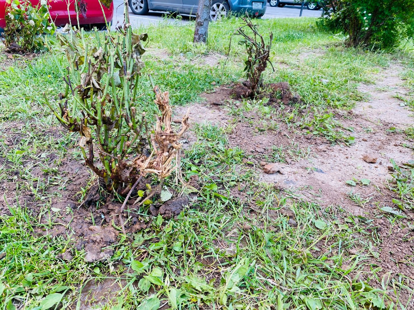 Домодедово, благоустройство, посадка роз, кустовые розы