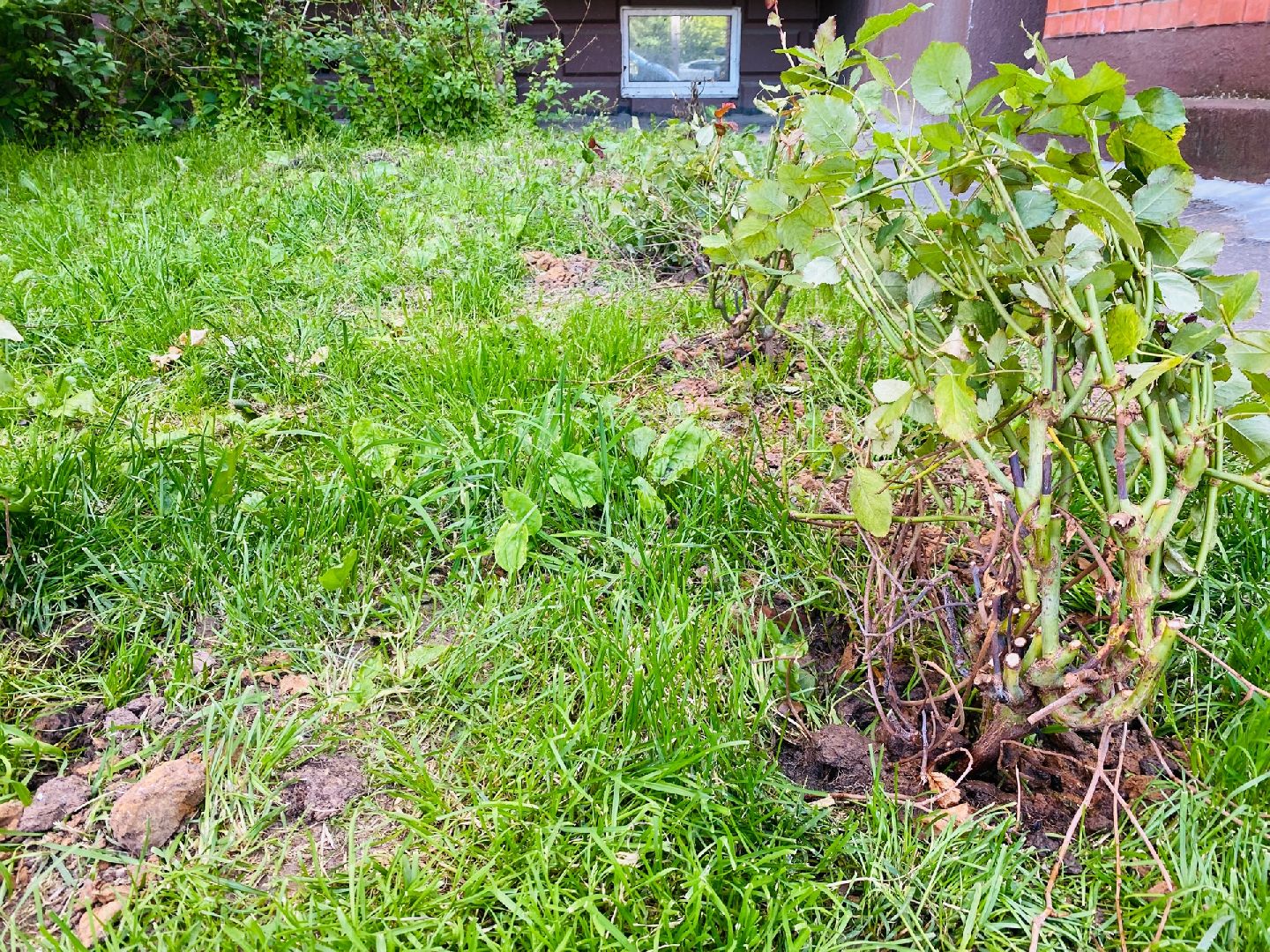 Домодедово, благоустройство, посадка роз, кустовые розы