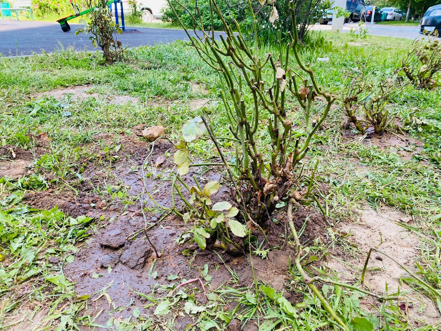 Домодедово, благоустройство, посадка роз, кустовые розы