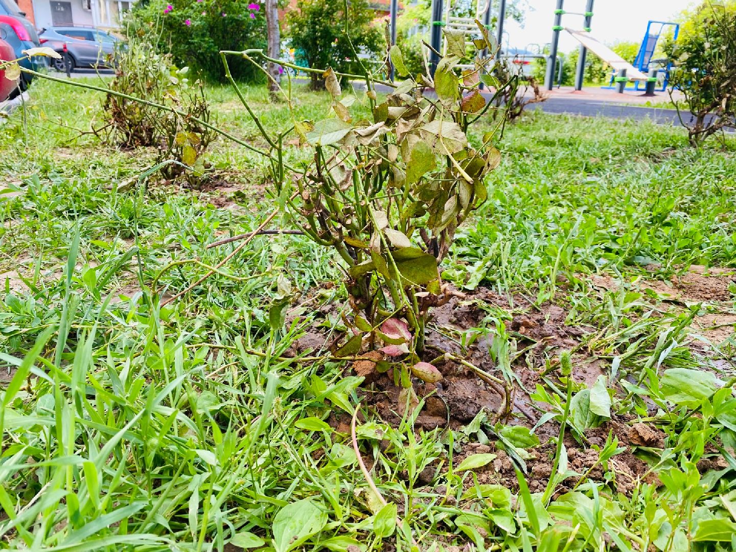 Домодедово, благоустройство, посадка роз, кустовые розы