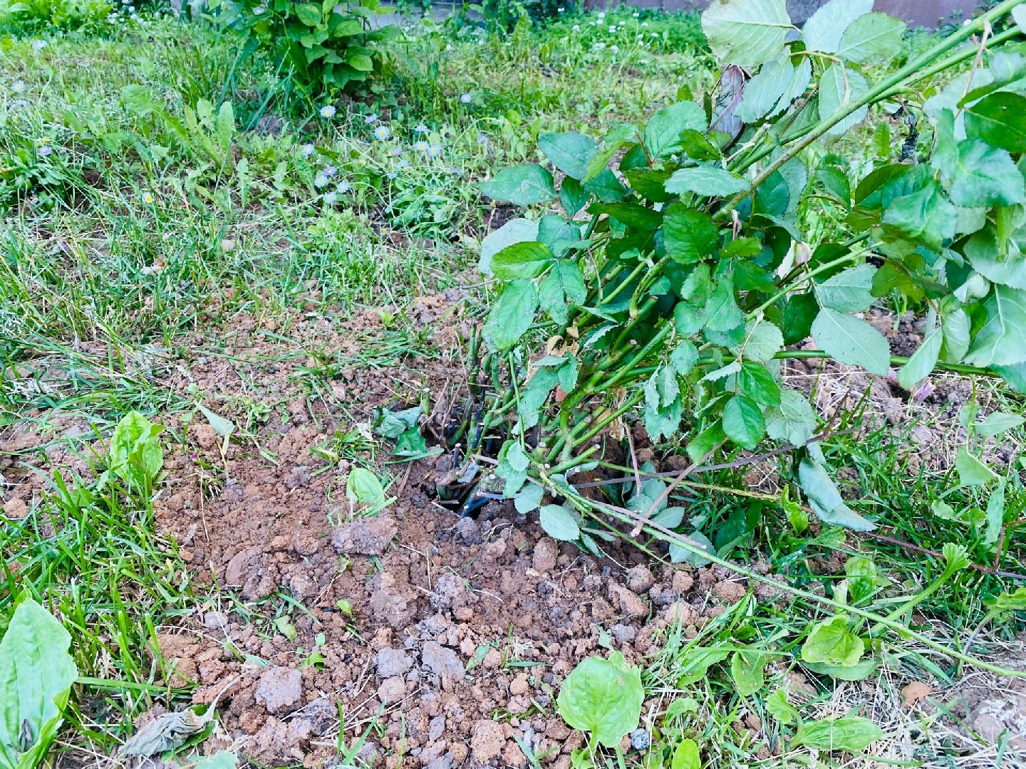 Домодедово, благоустройство, посадка роз, кустовые розы