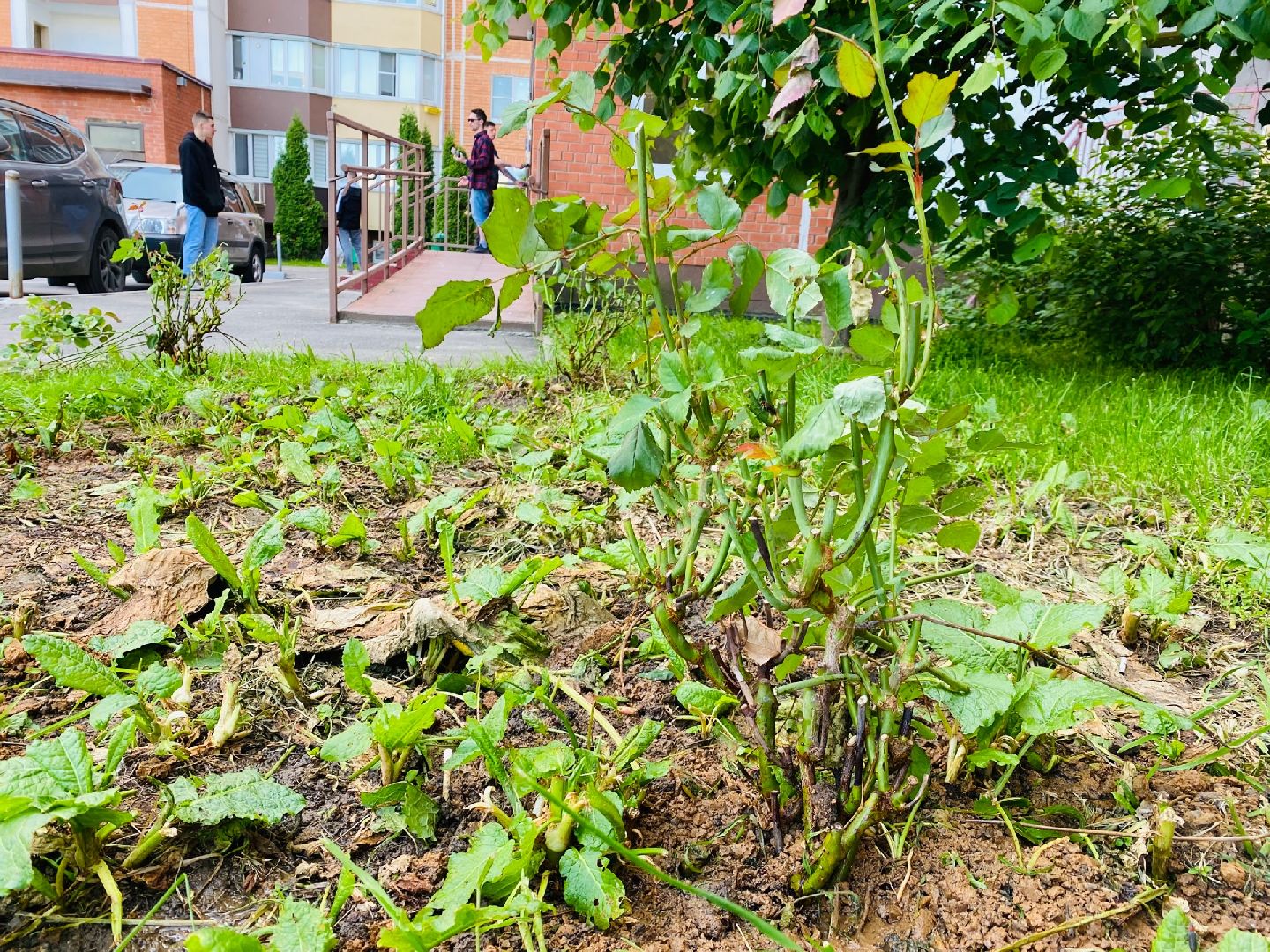 Домодедово, благоустройство, посадка роз, кустовые розы