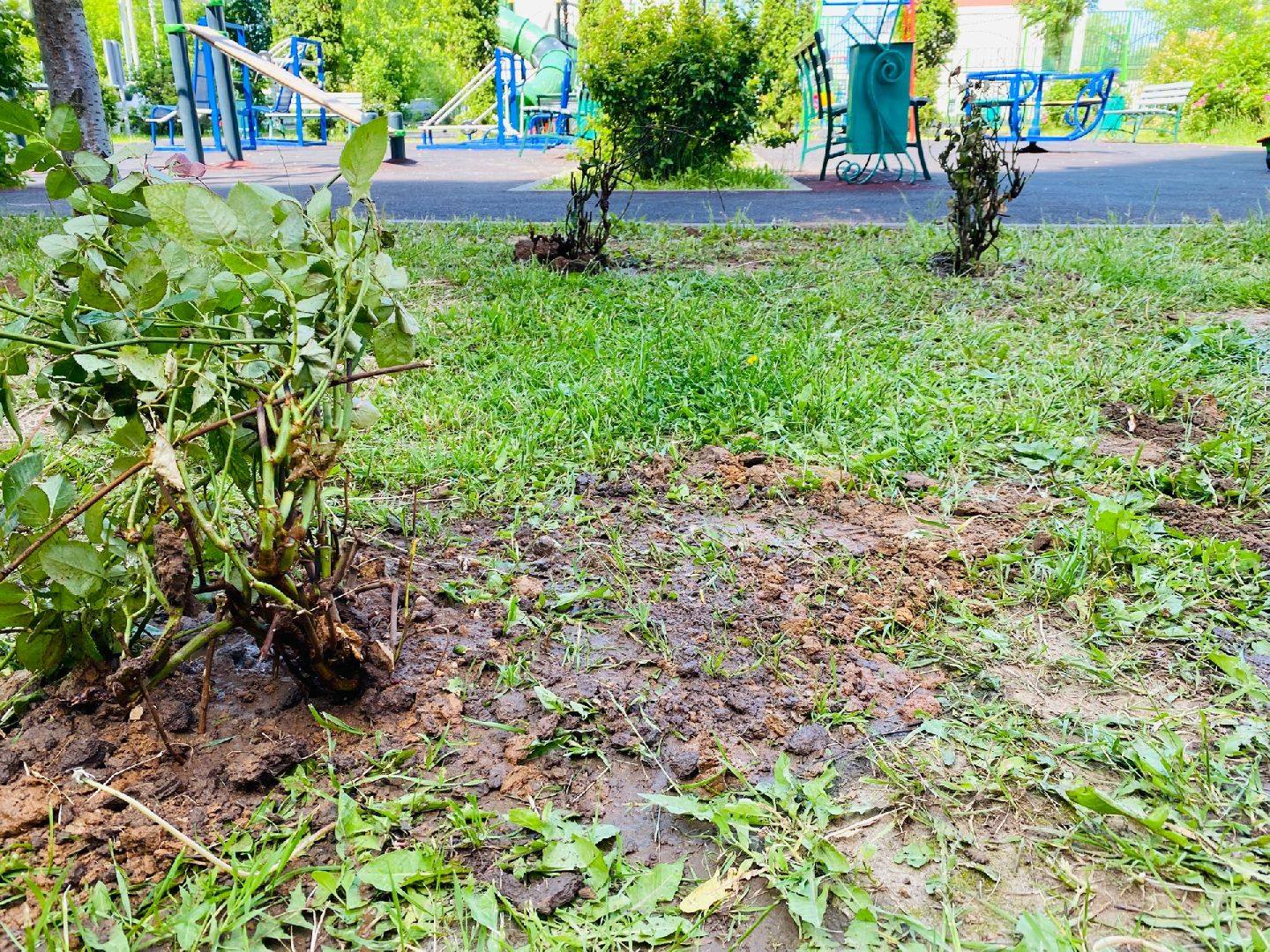 Домодедово, благоустройство, посадка роз, кустовые розы